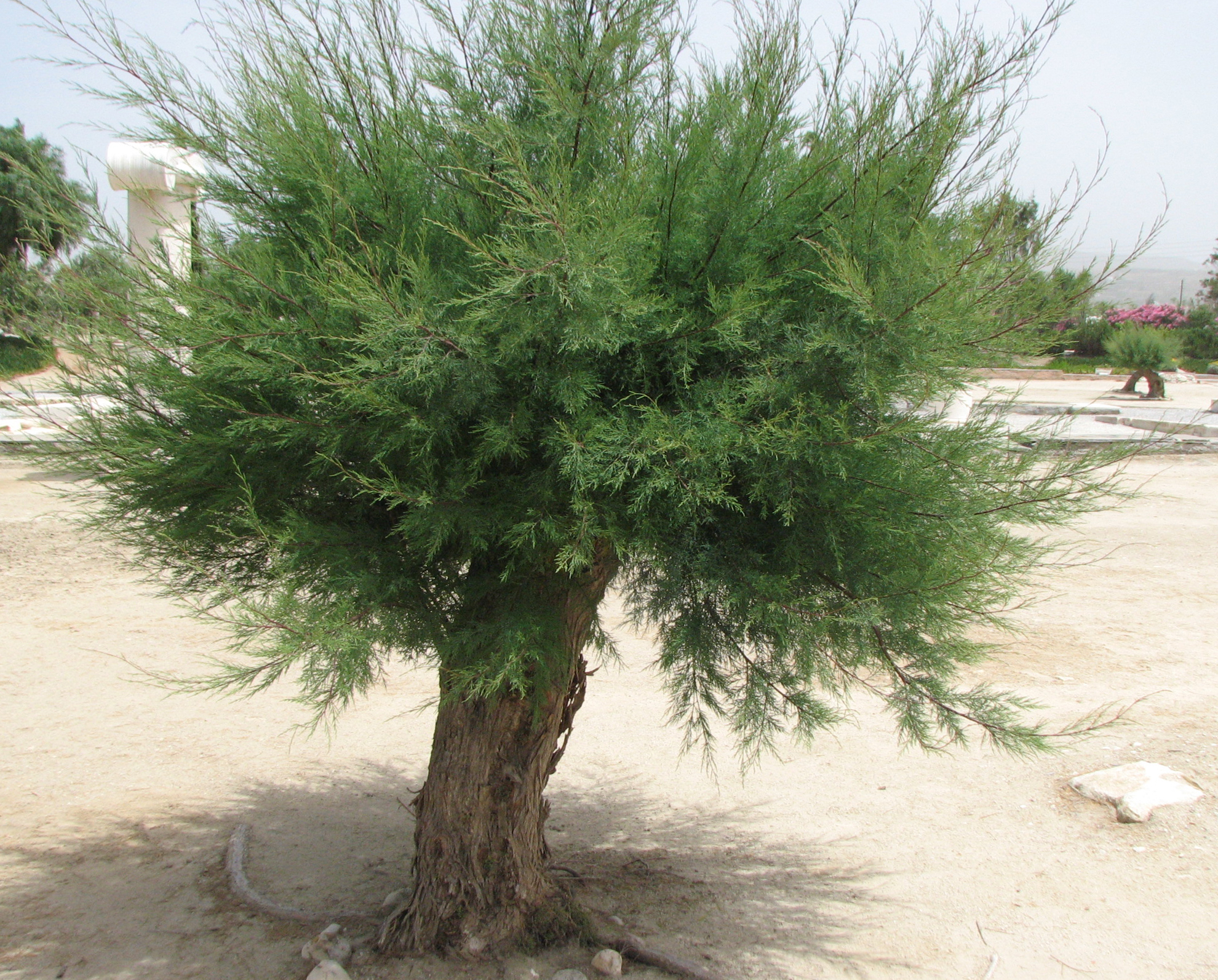 Kleinblütige Tamariske