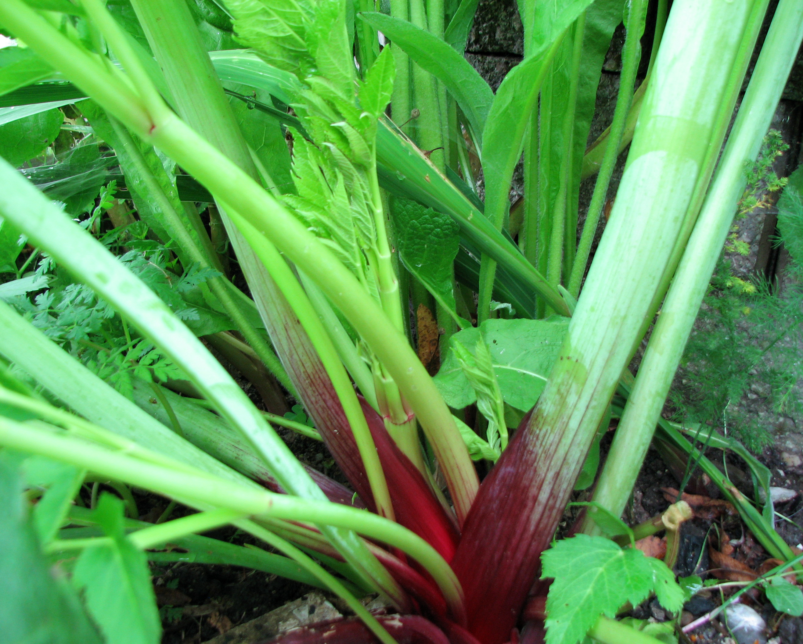 Kandierte Engelwurzstängel
