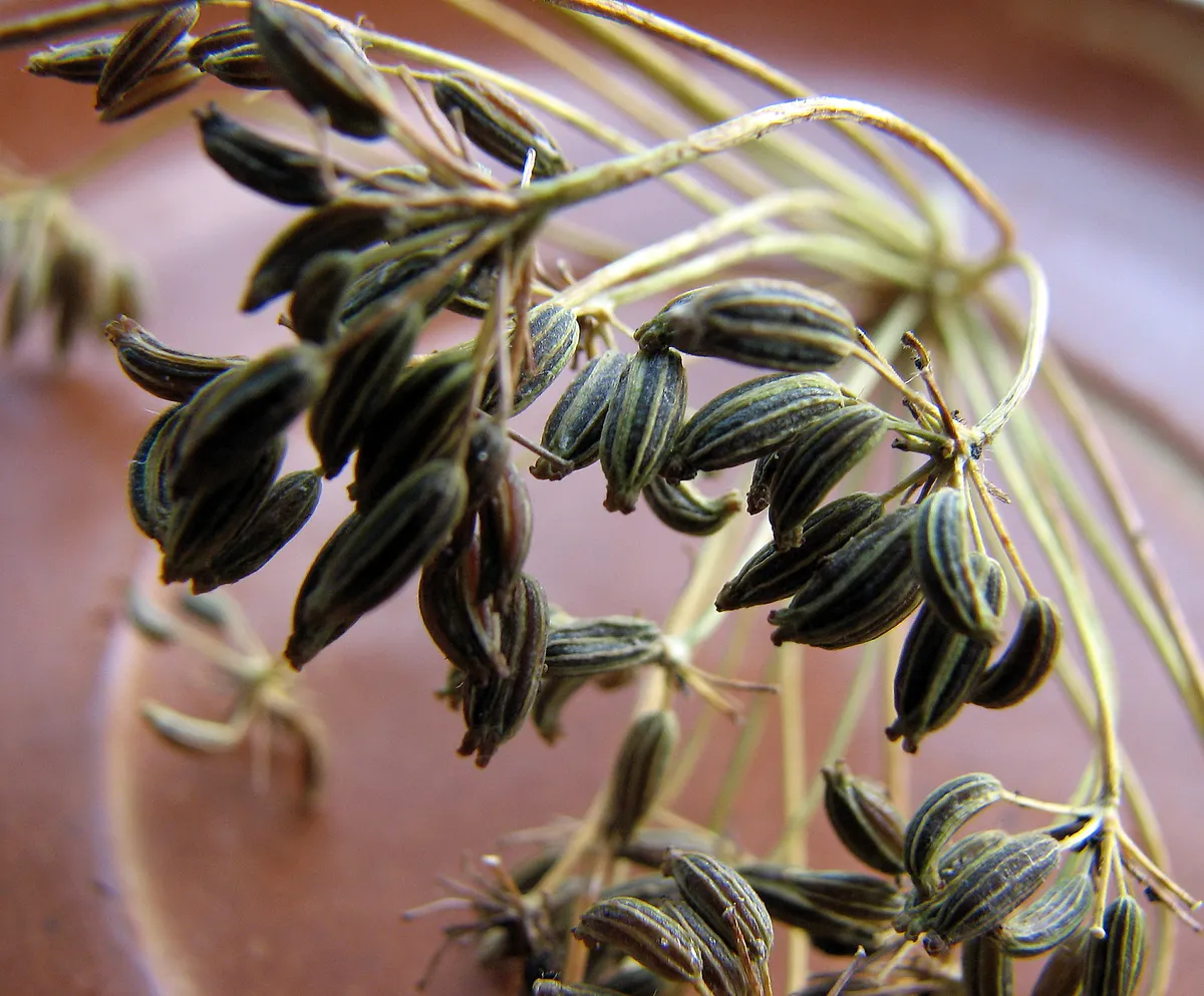 Bitterfenchel