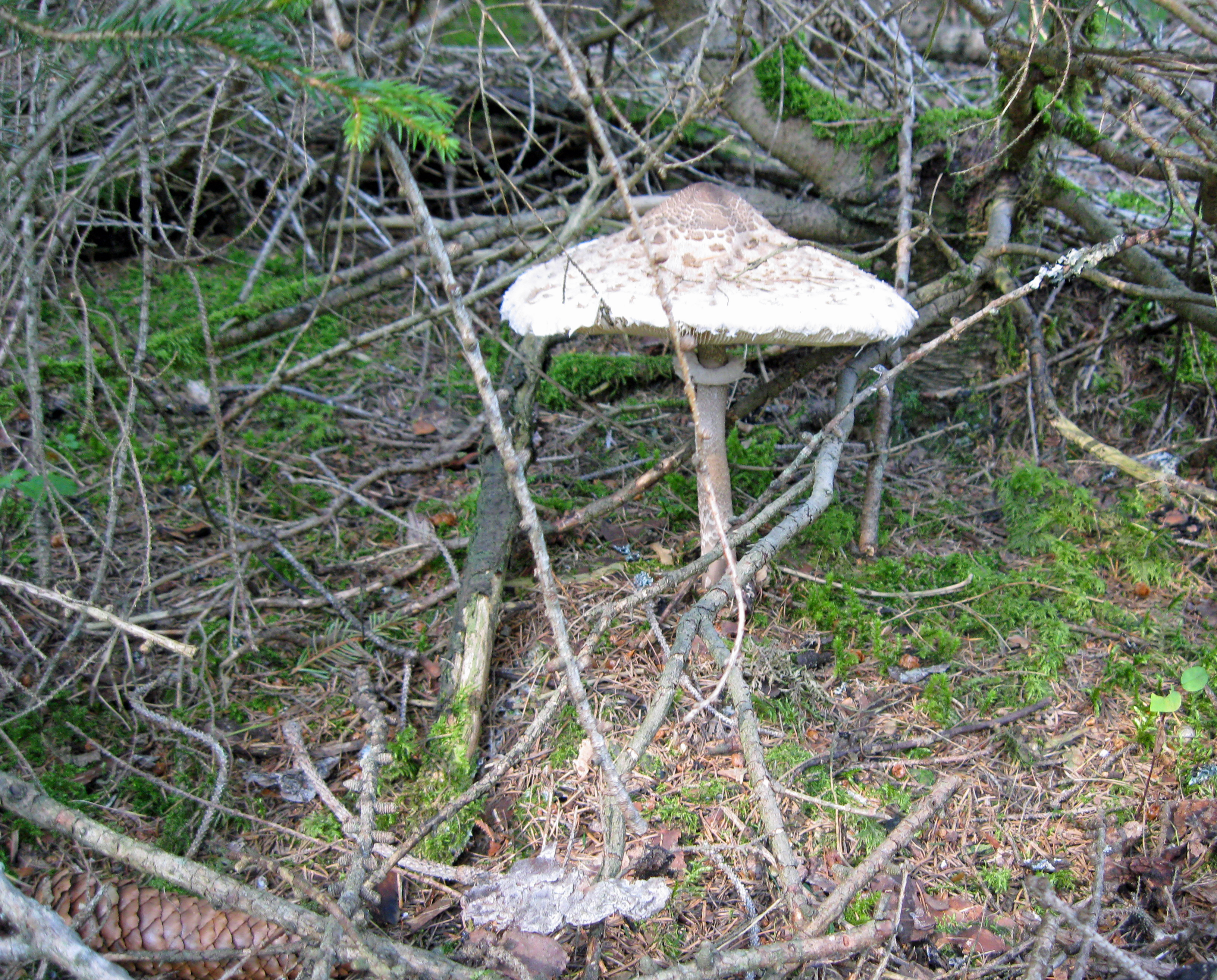 One-Pot-Pasta mit edler Pilzsauce
