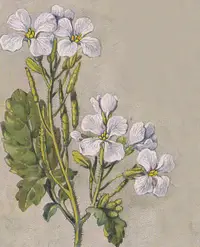 Hederich