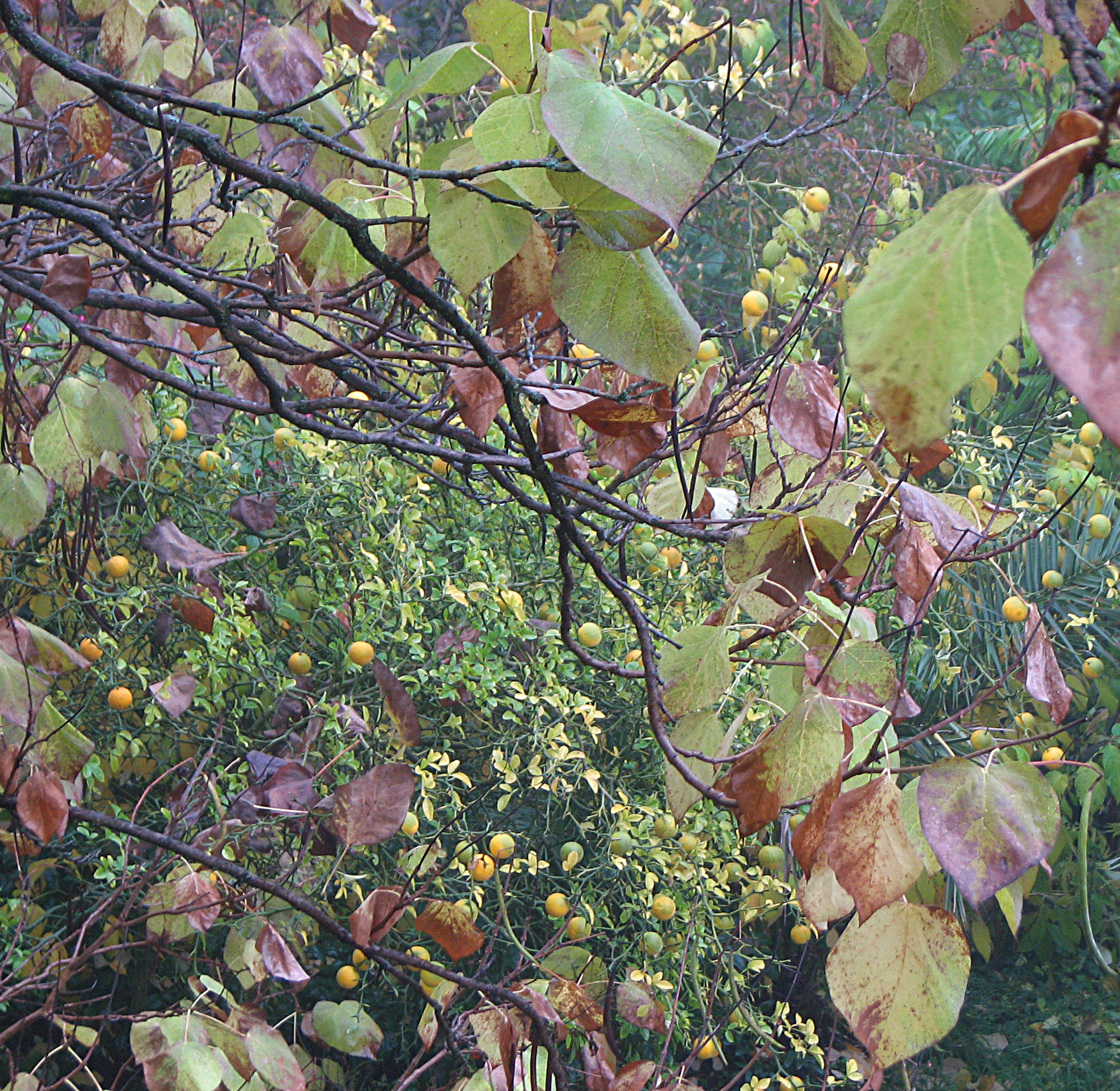 Orangenbaum