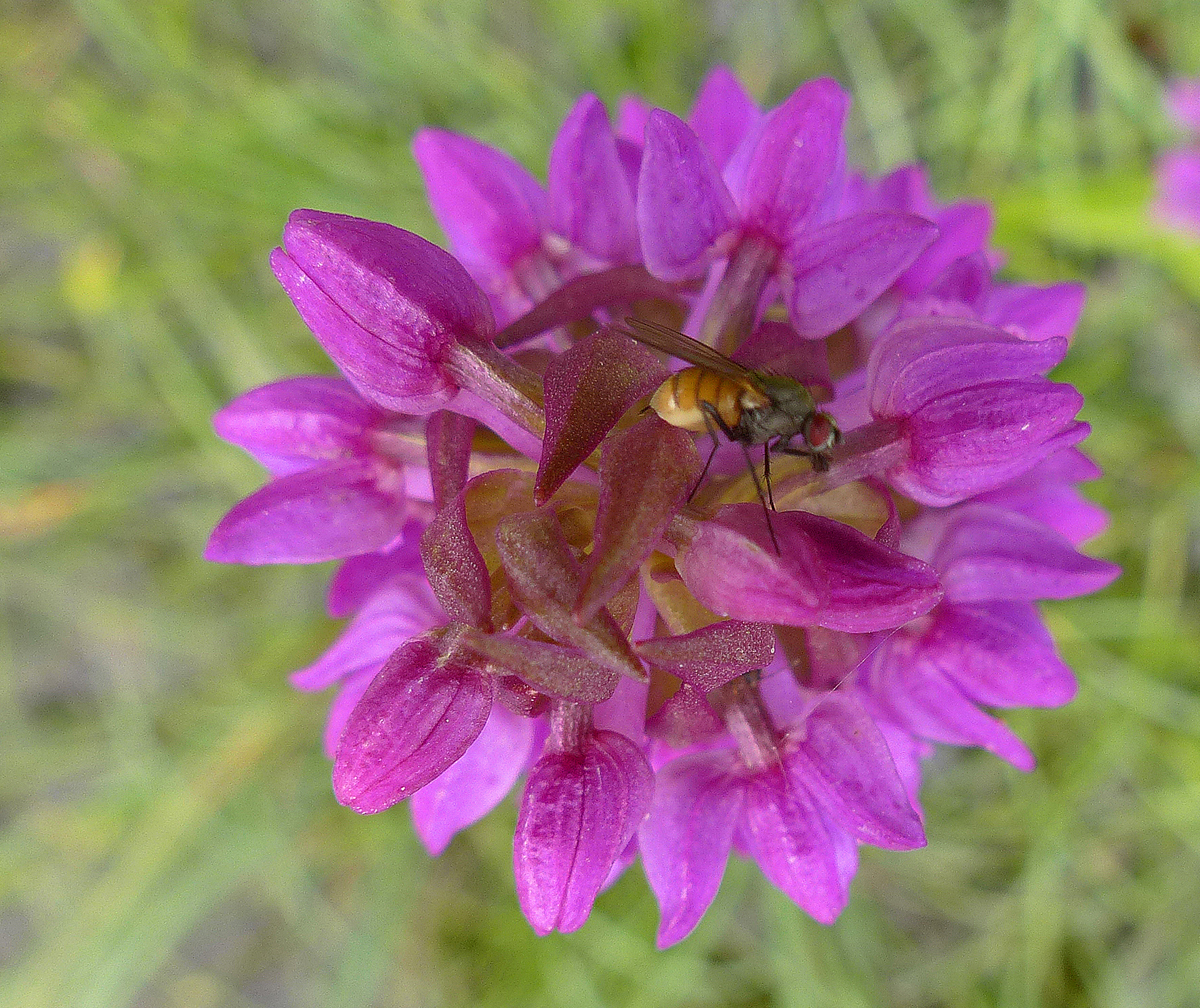Fleischfarbene Fingerwurz