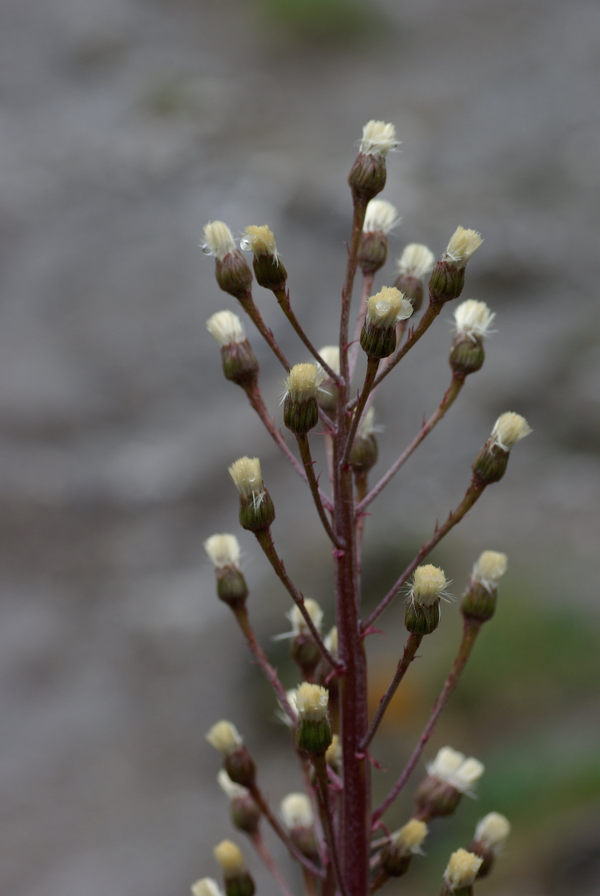 Gewöhnliche Pestwurz