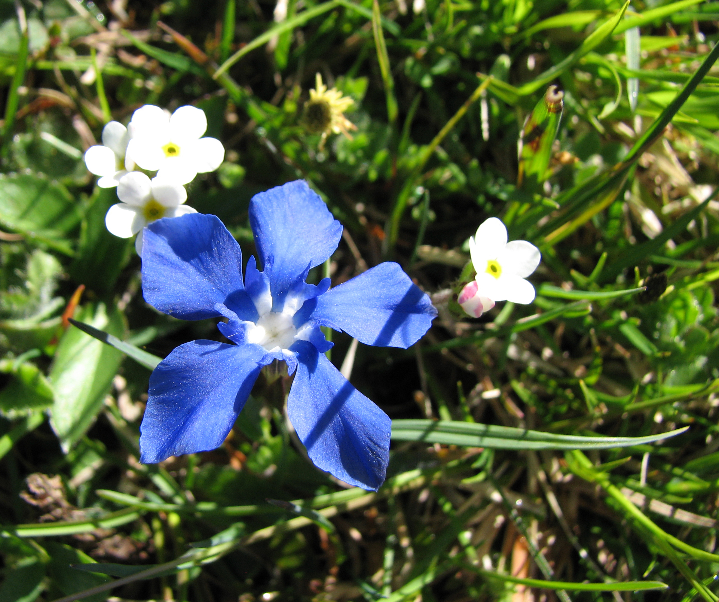 Bewimperter Mannsschild