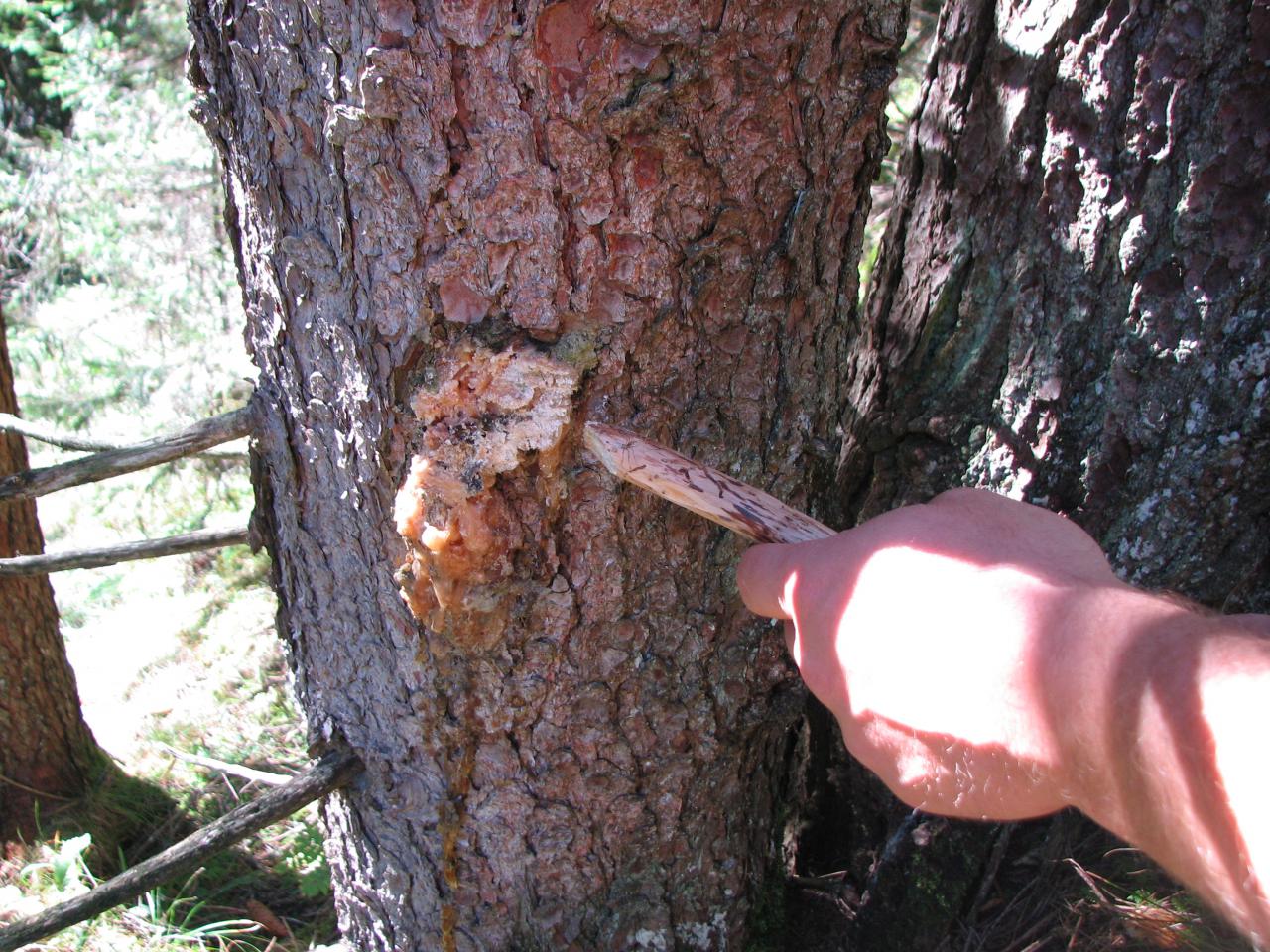 Adlerbalsam - Hustenbalsam