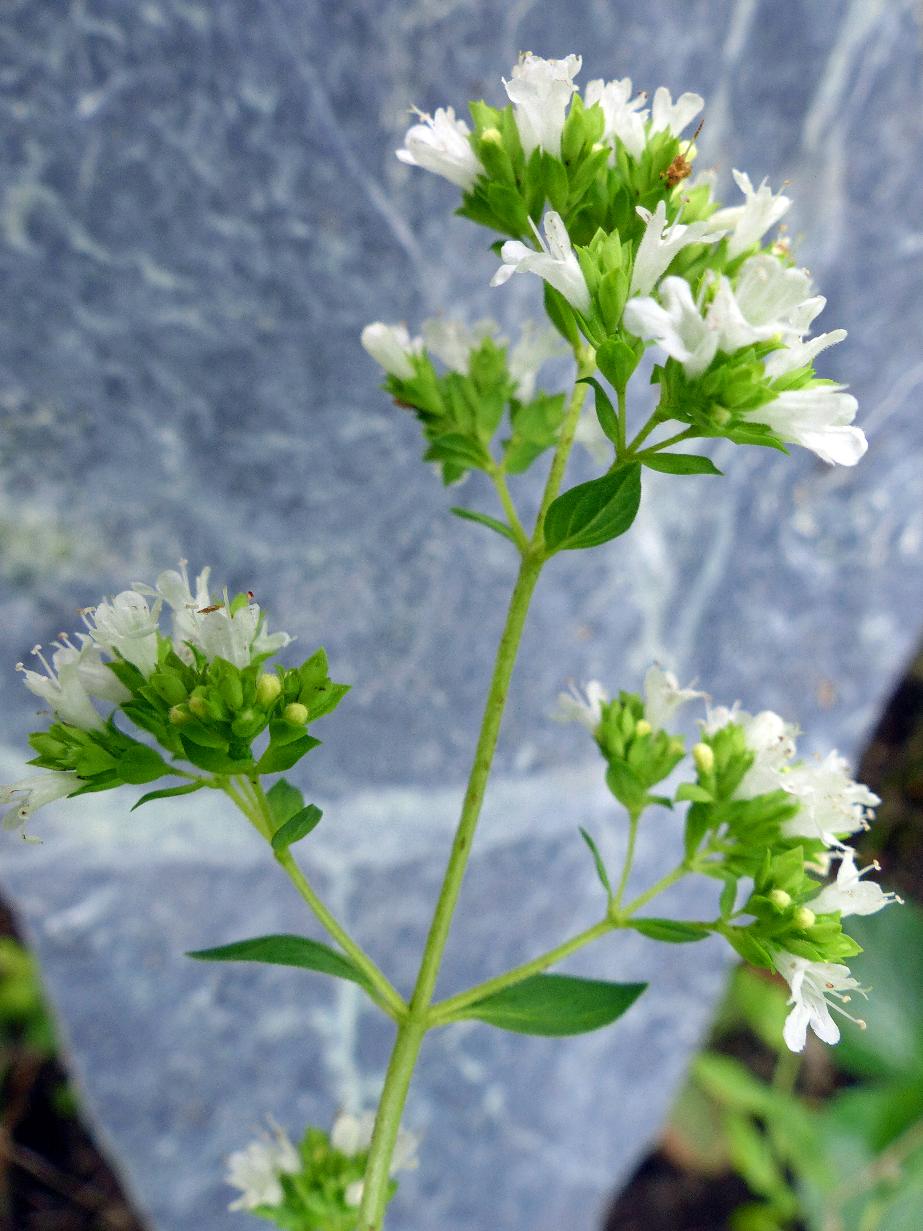 Griechischer Oregano
