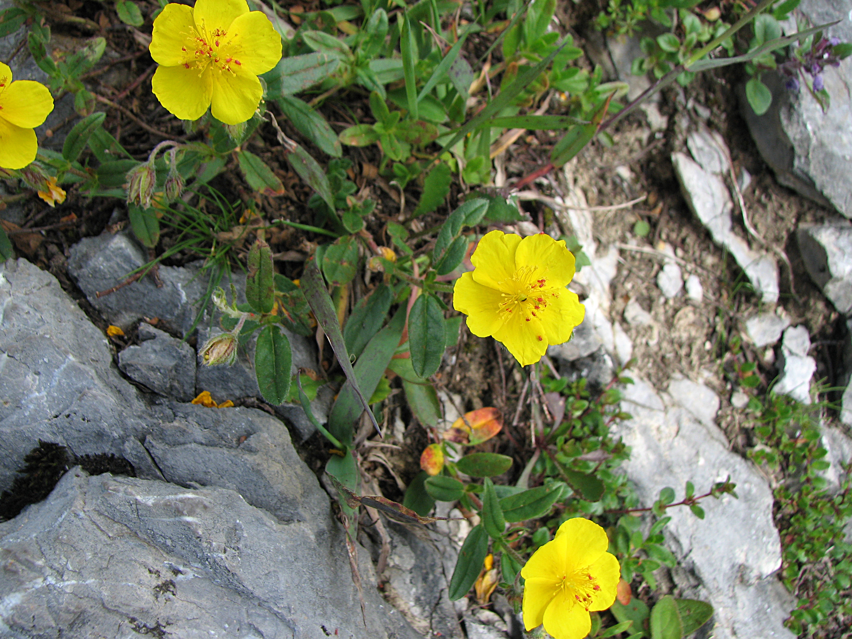 Gelbes Sonnenröschen