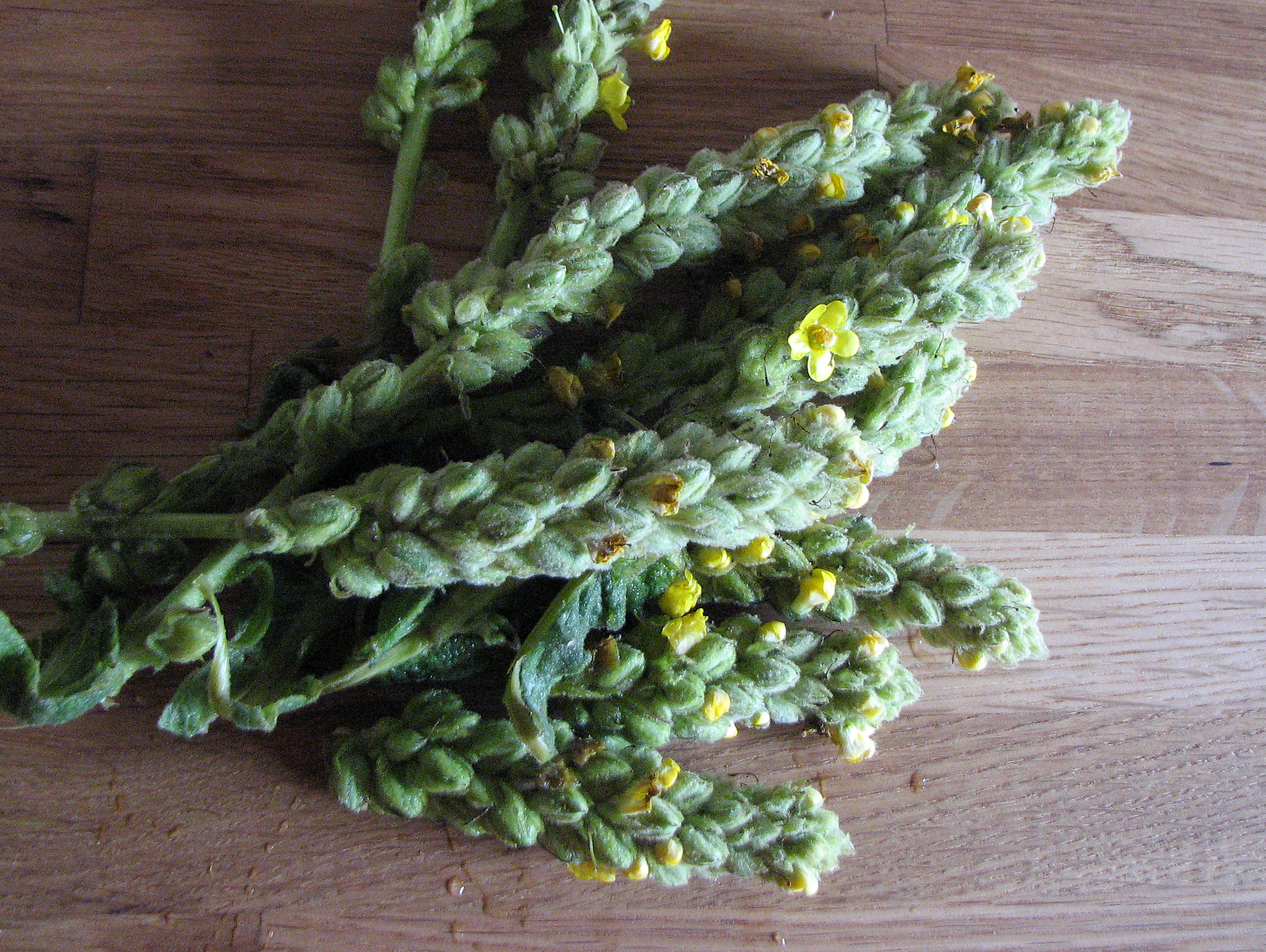 Kleinblütige Königskerze