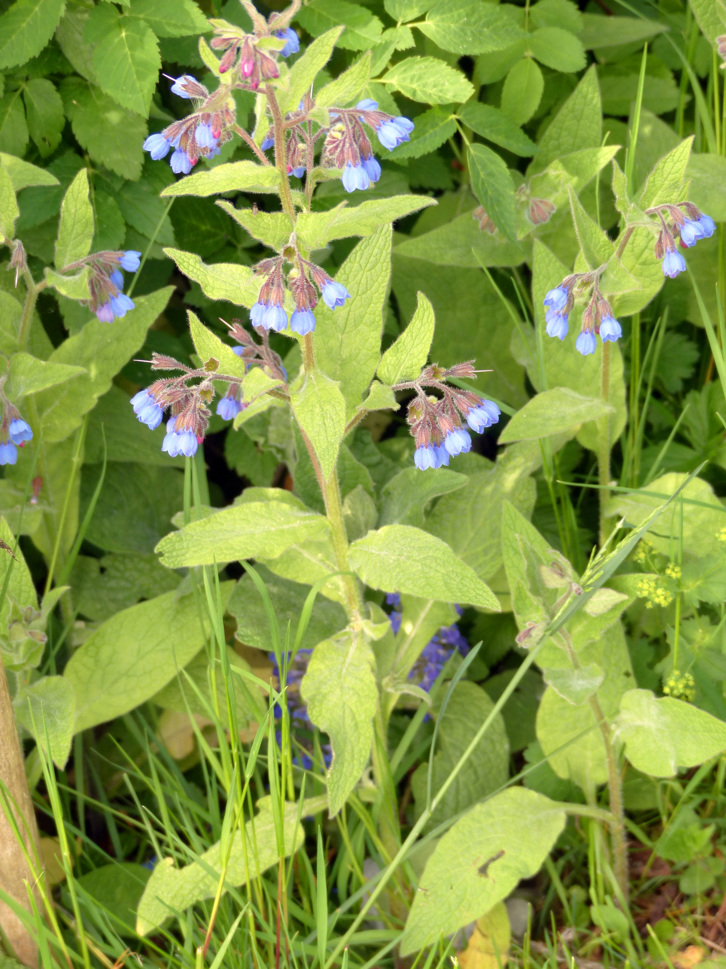 Blauer Kaukasus-Beinwell