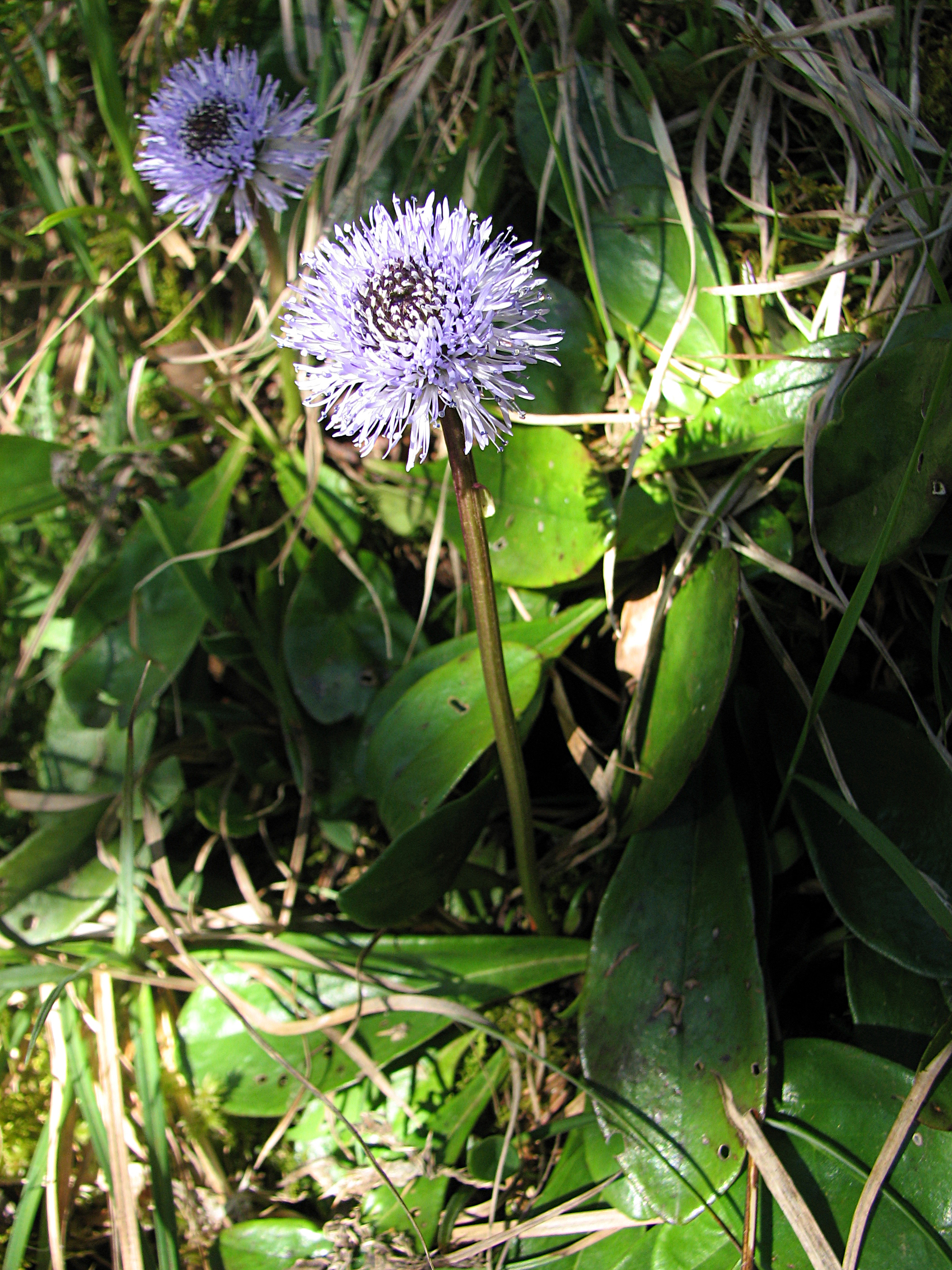 Nacktstängelige Kugelblume