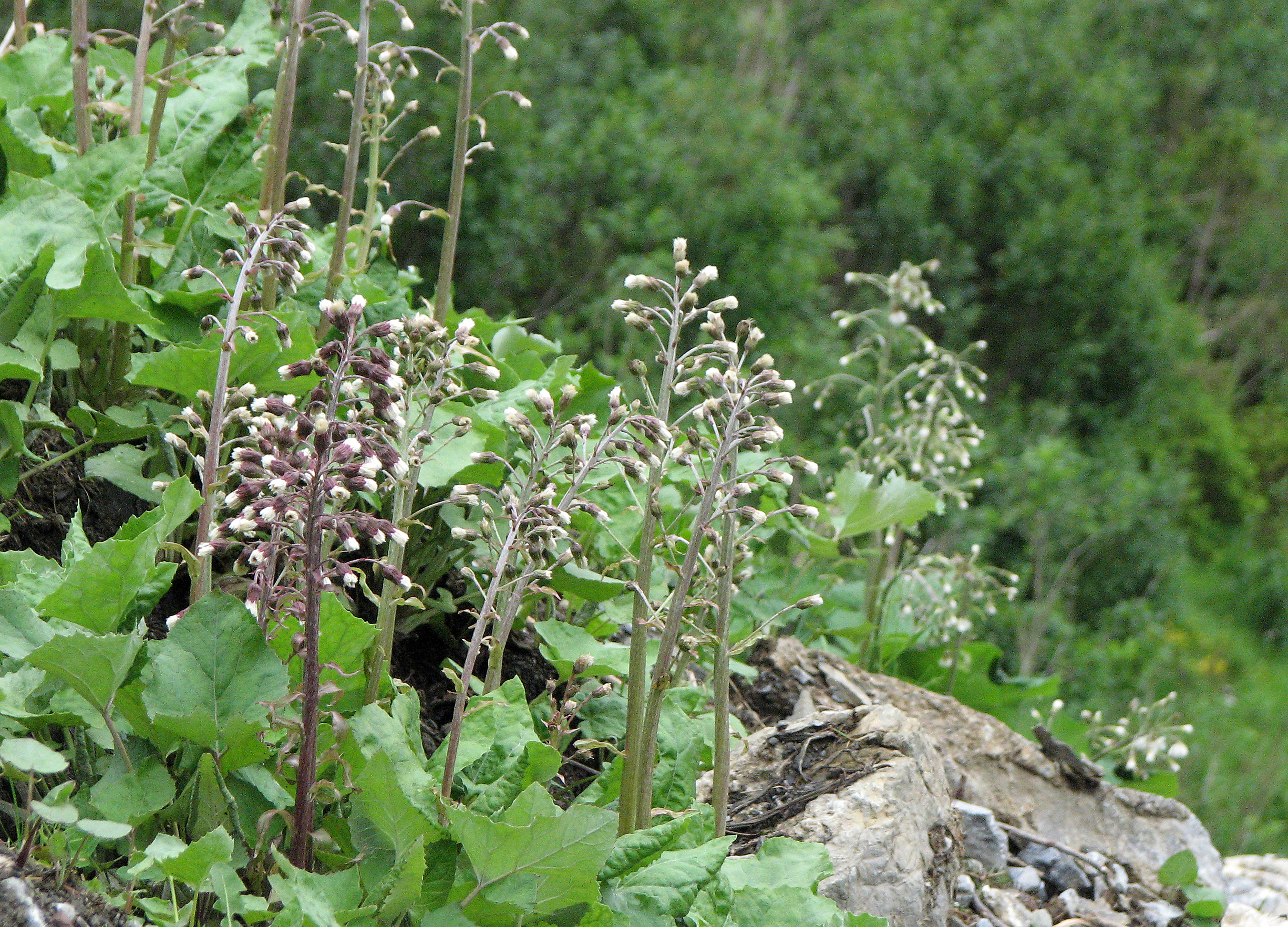 Gewöhnliche Pestwurz