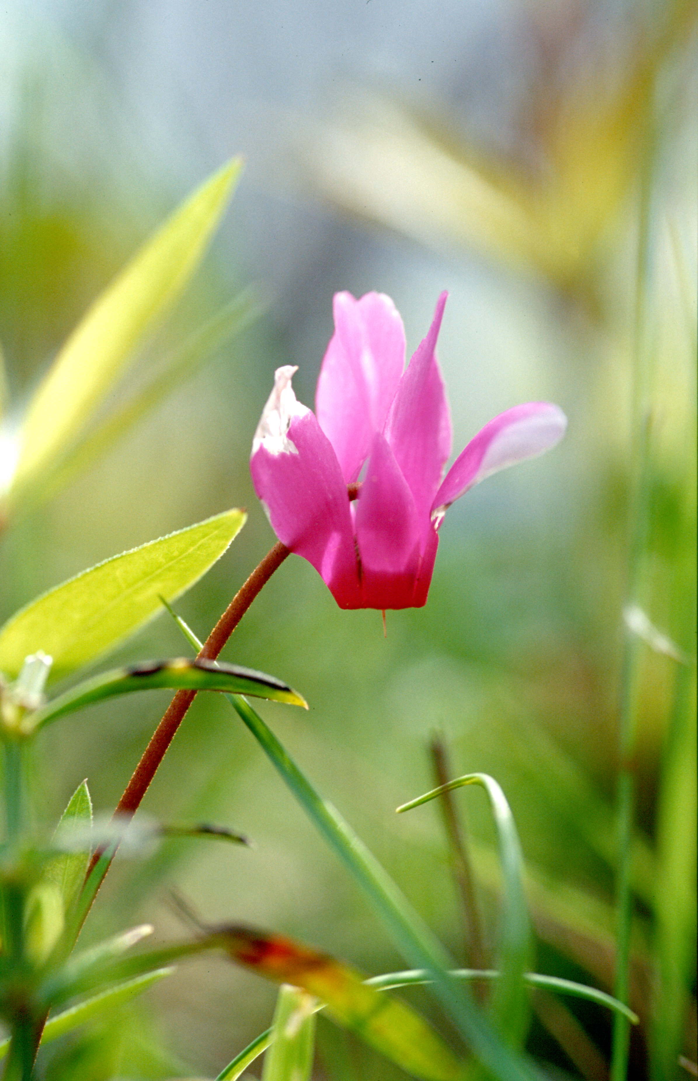 Europäisches Alpenveilchen