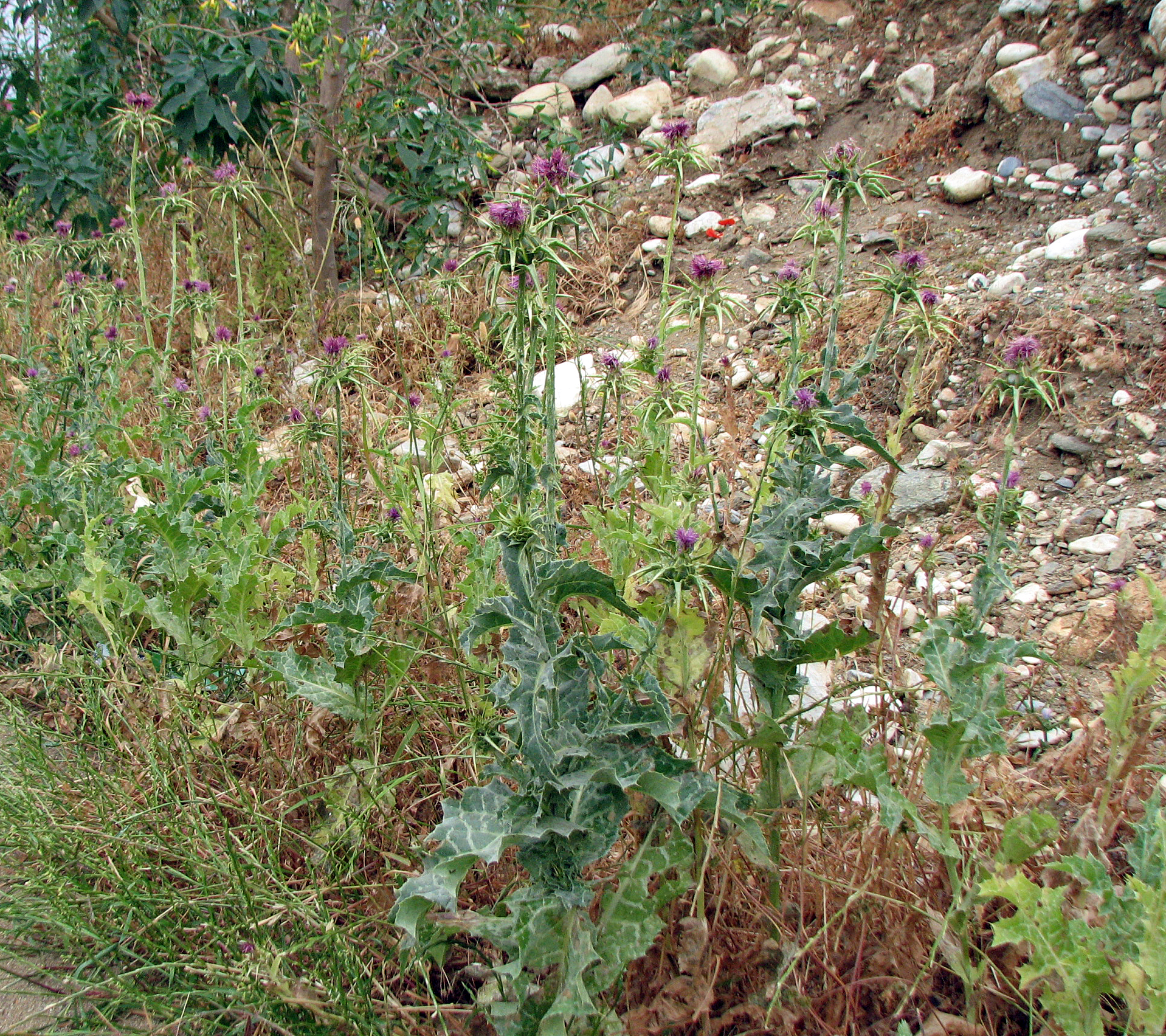 Mariendistel