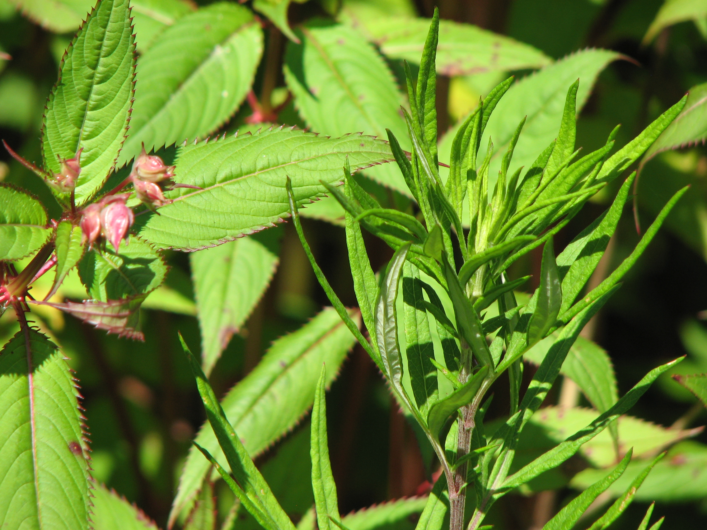 Drüsiges Springkraut