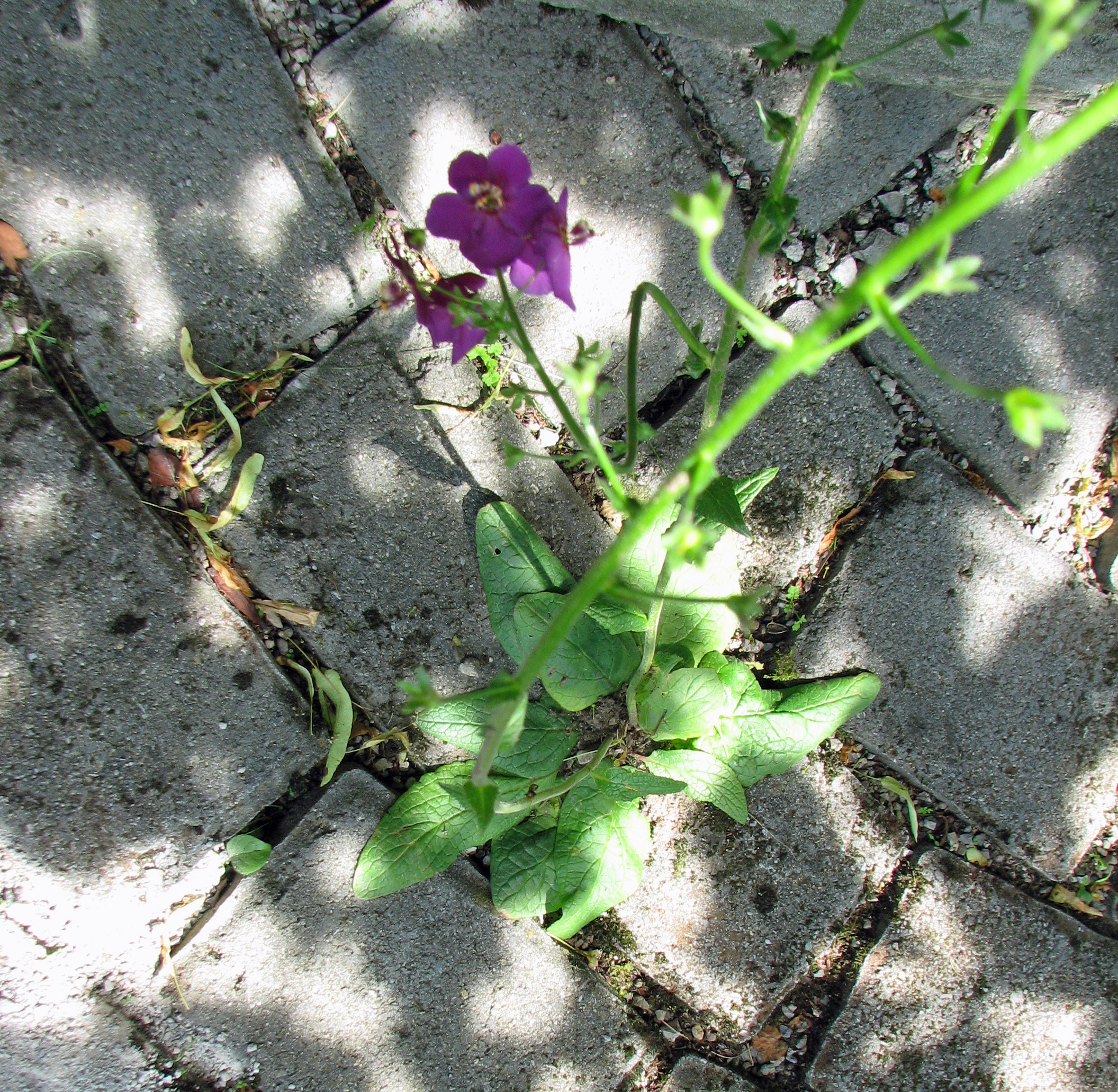 Violette Königskerze