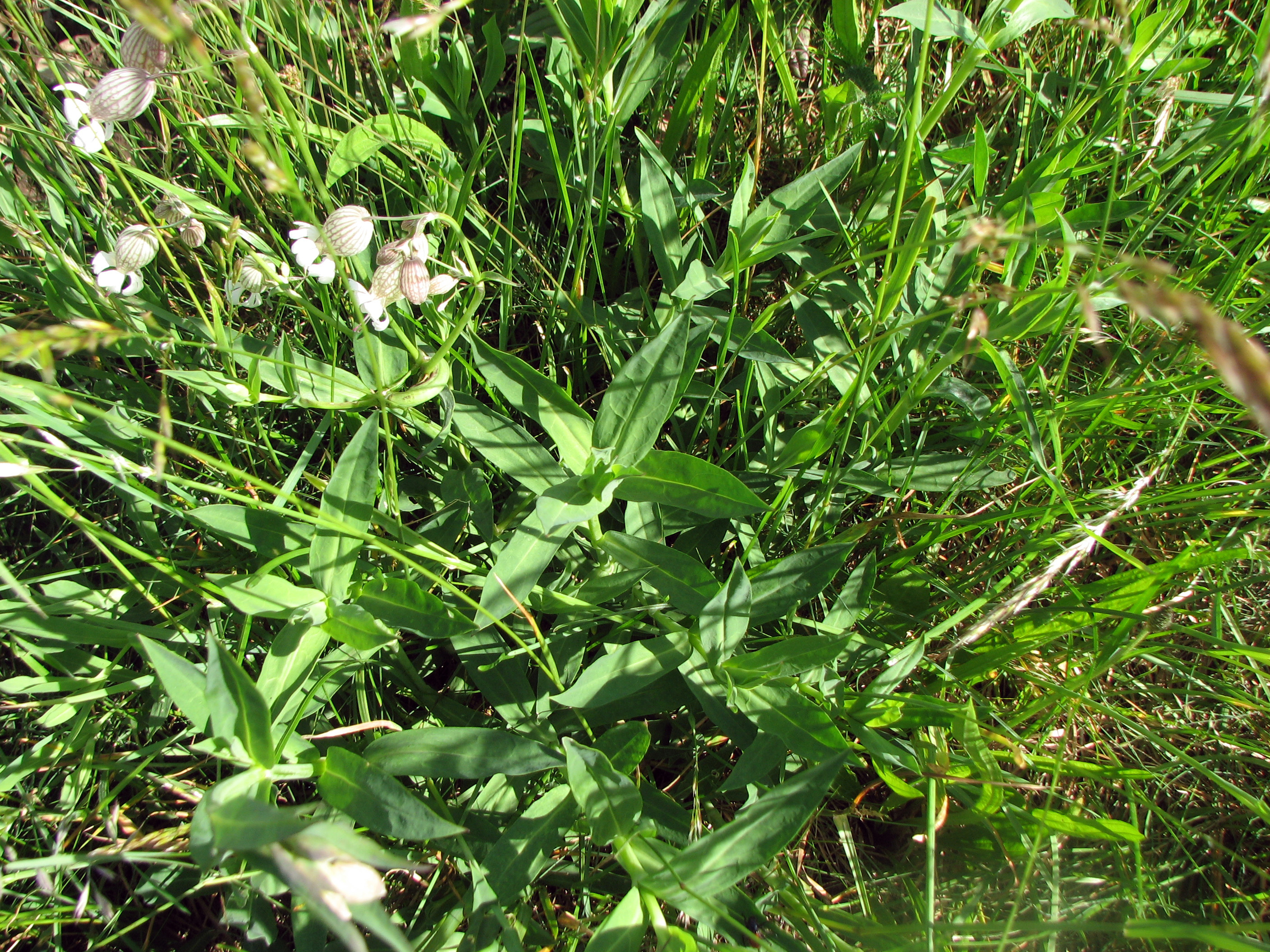 Taubenkropfleimkraut