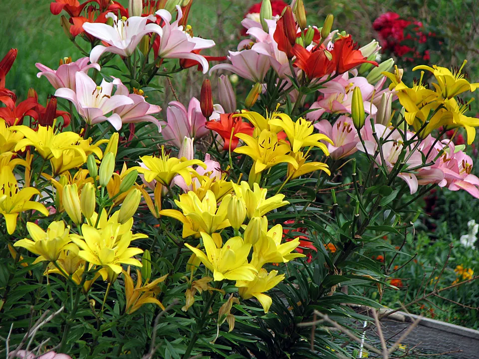 Botanischer Garten - Apothekergarten