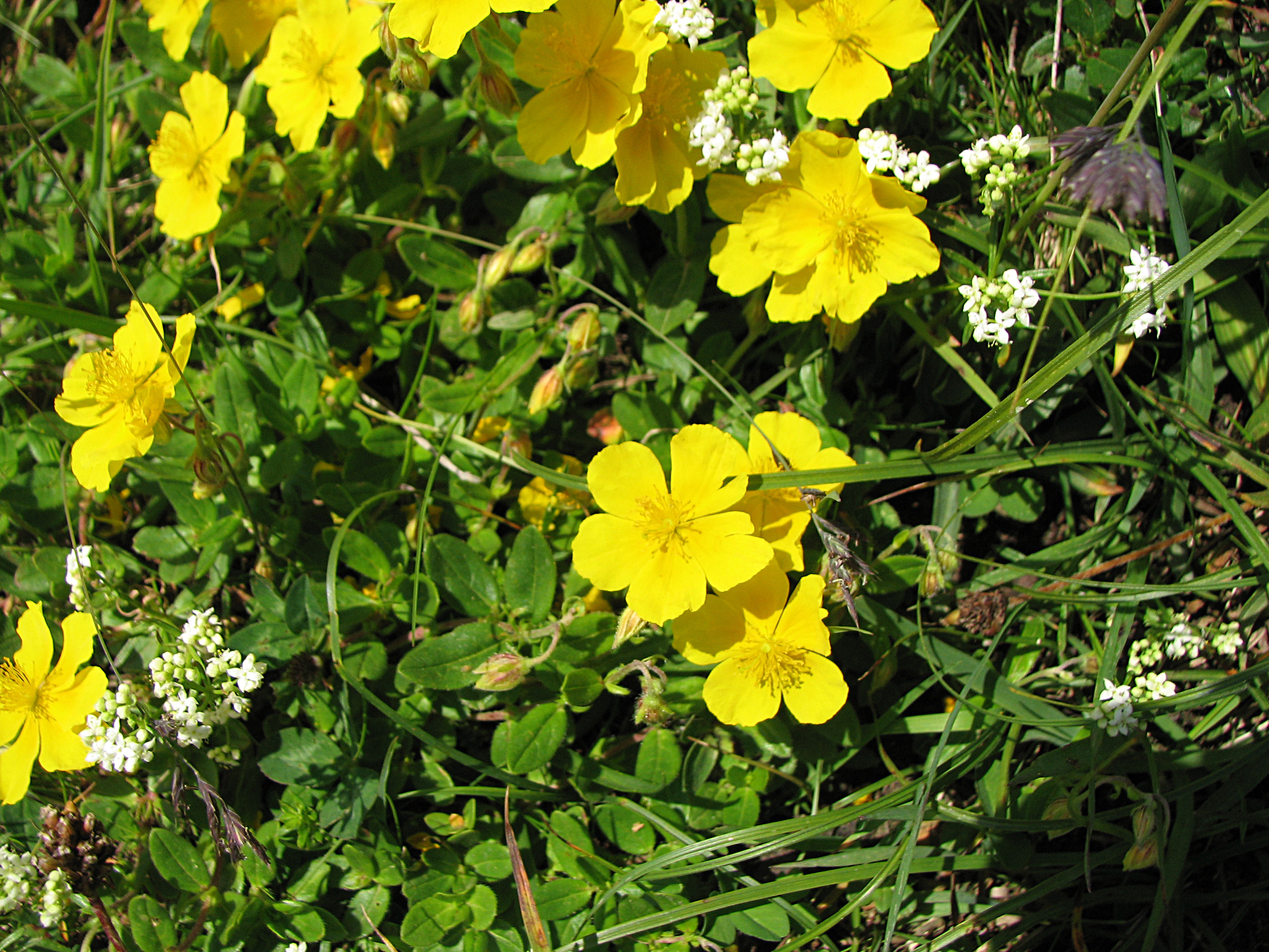 Gelbes Sonnenröschen