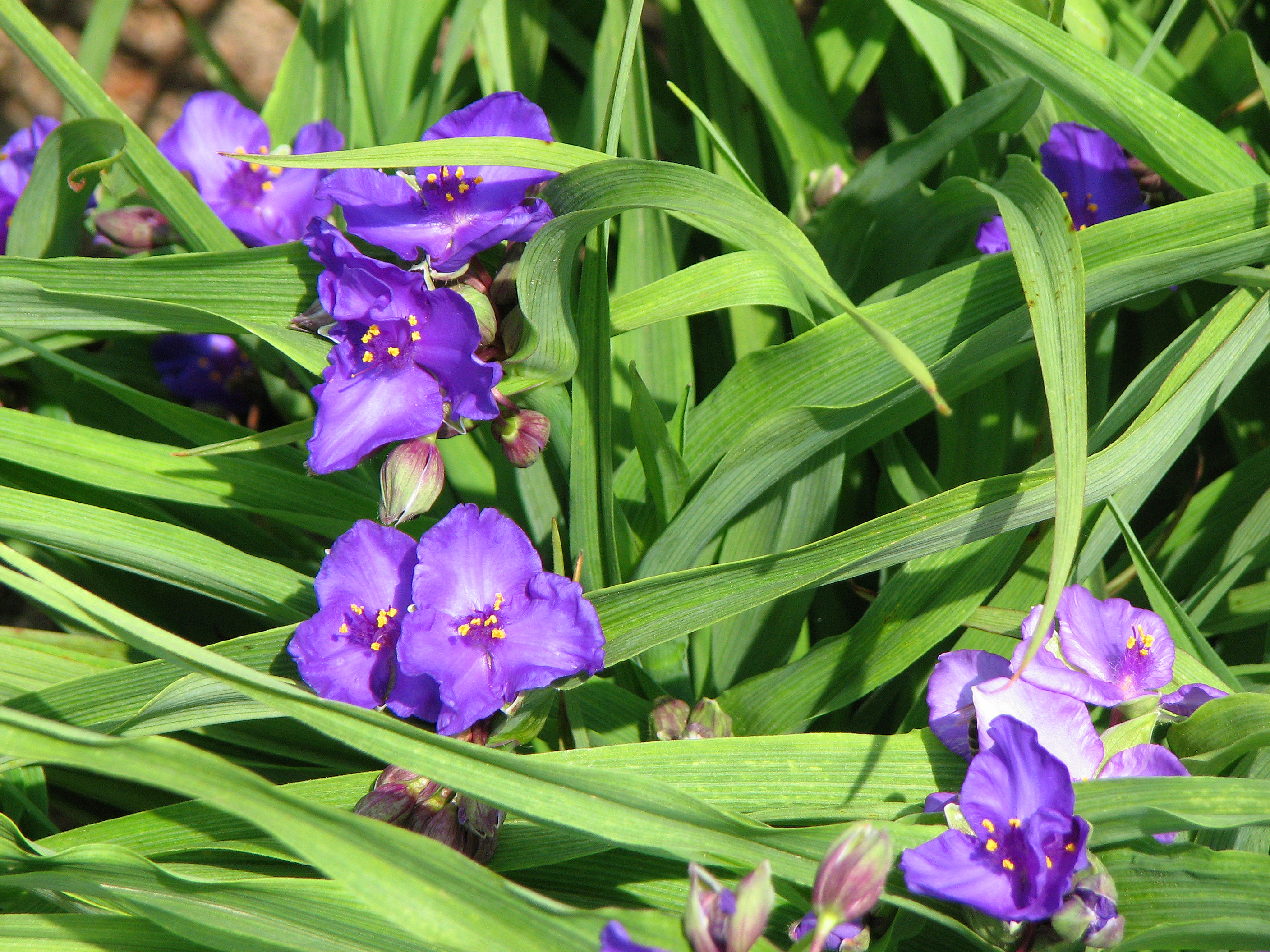 Dreimasterblume