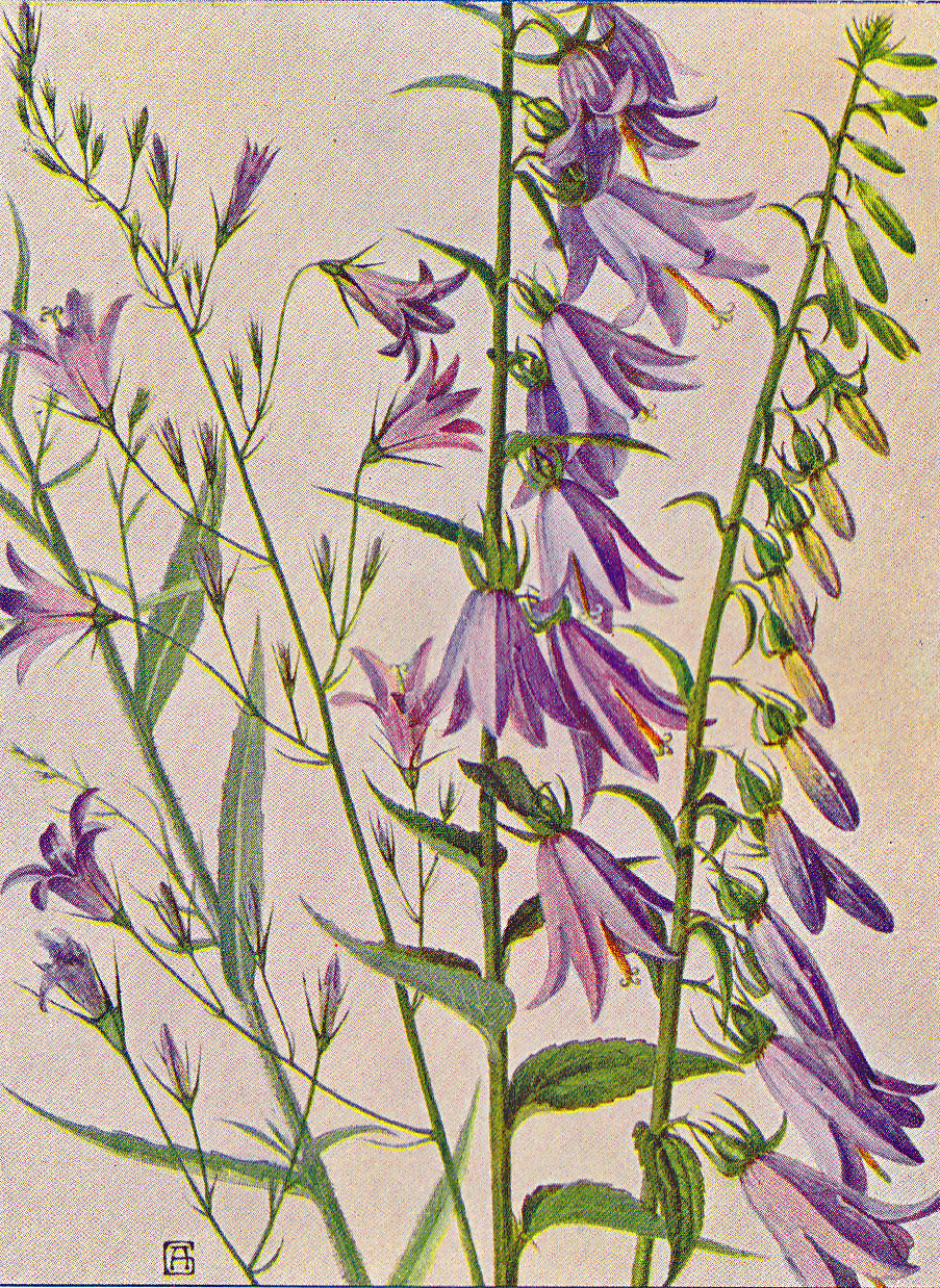 Rapunzelglockenblume