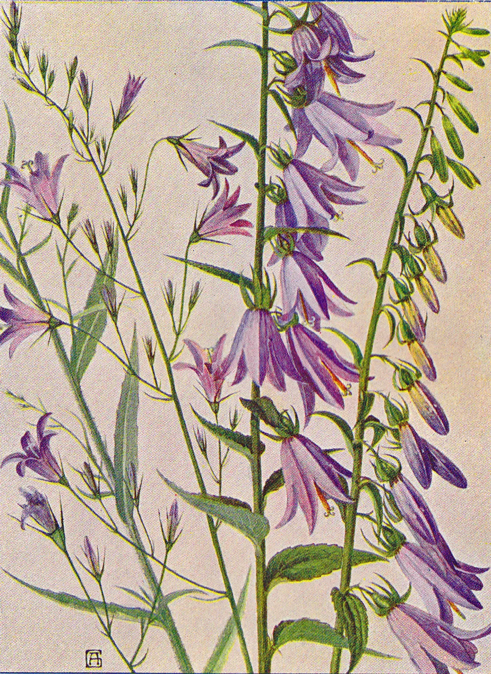 Rapunzelglockenblume