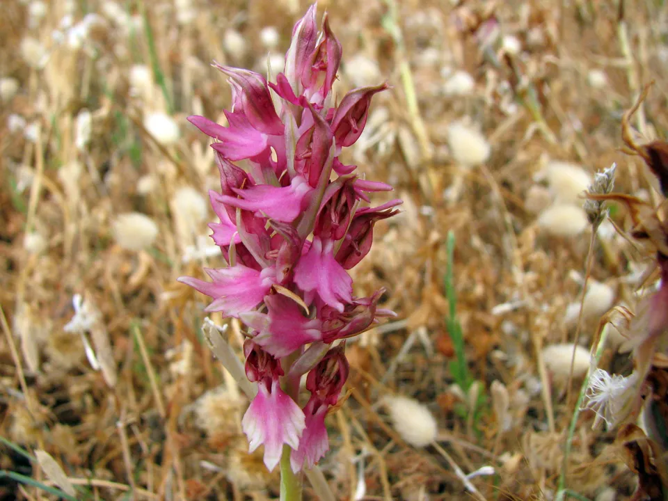 Heiliges Knabenkraut