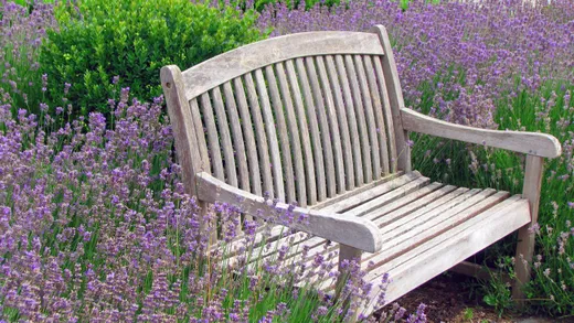 Schneckenresistente Blütenpflanzen