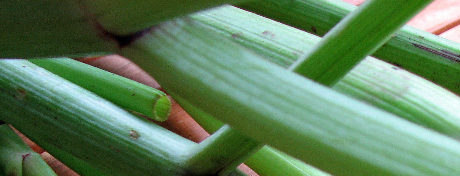 Kandierte Engelwurzstängel