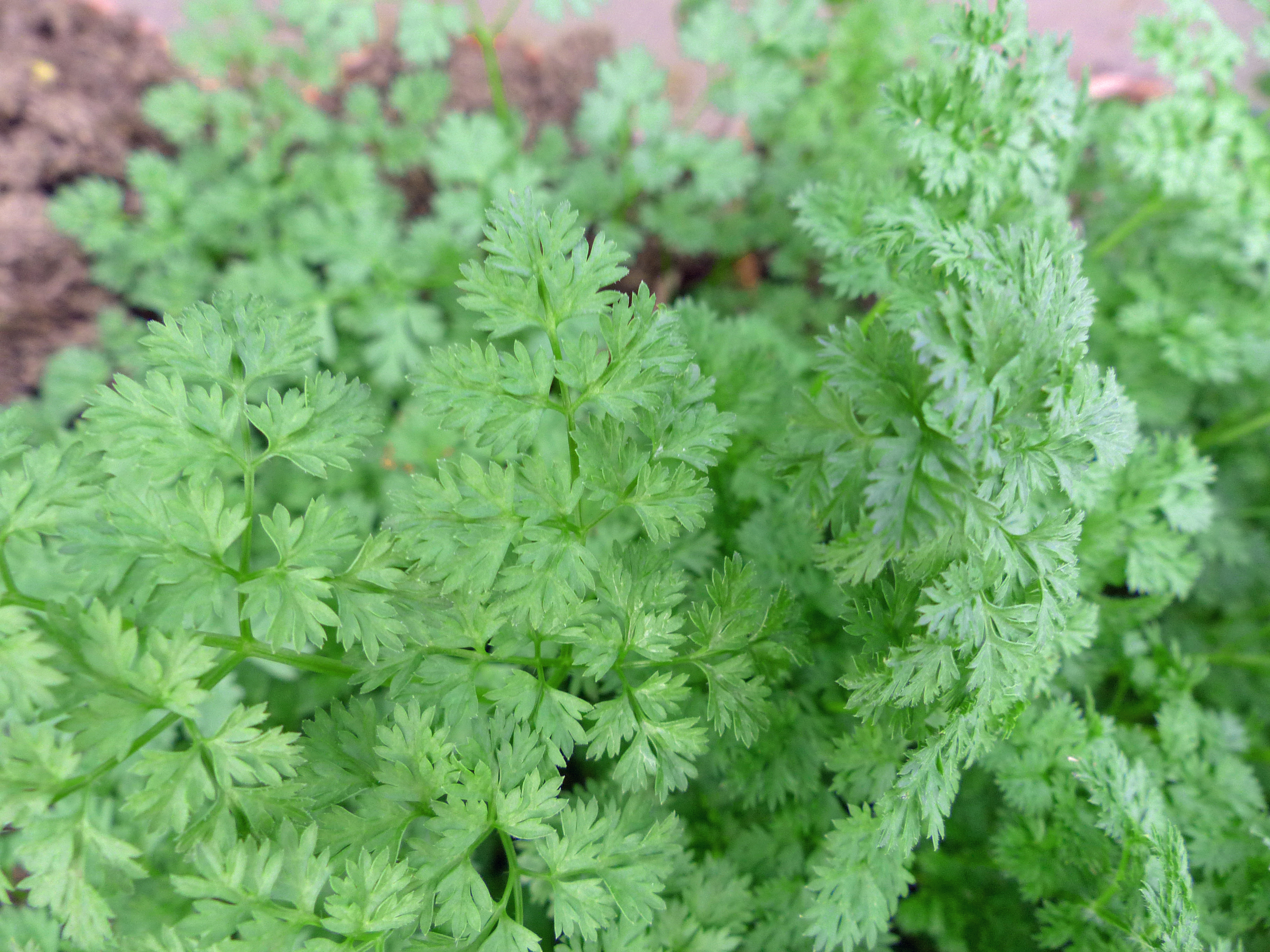 Frankfurter Grüne Soße