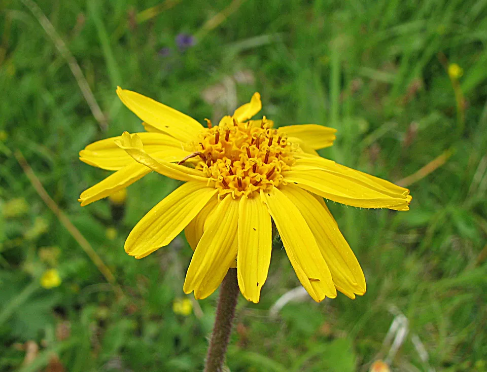 Arnikatinktur, Arnikaschnaps