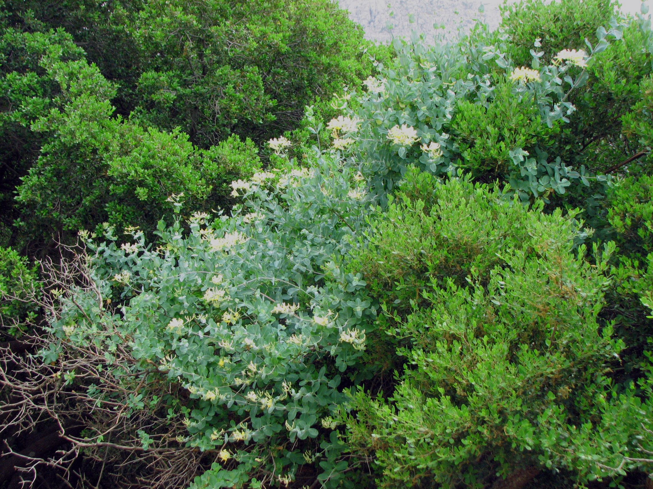 Etruskisches Geißblatt