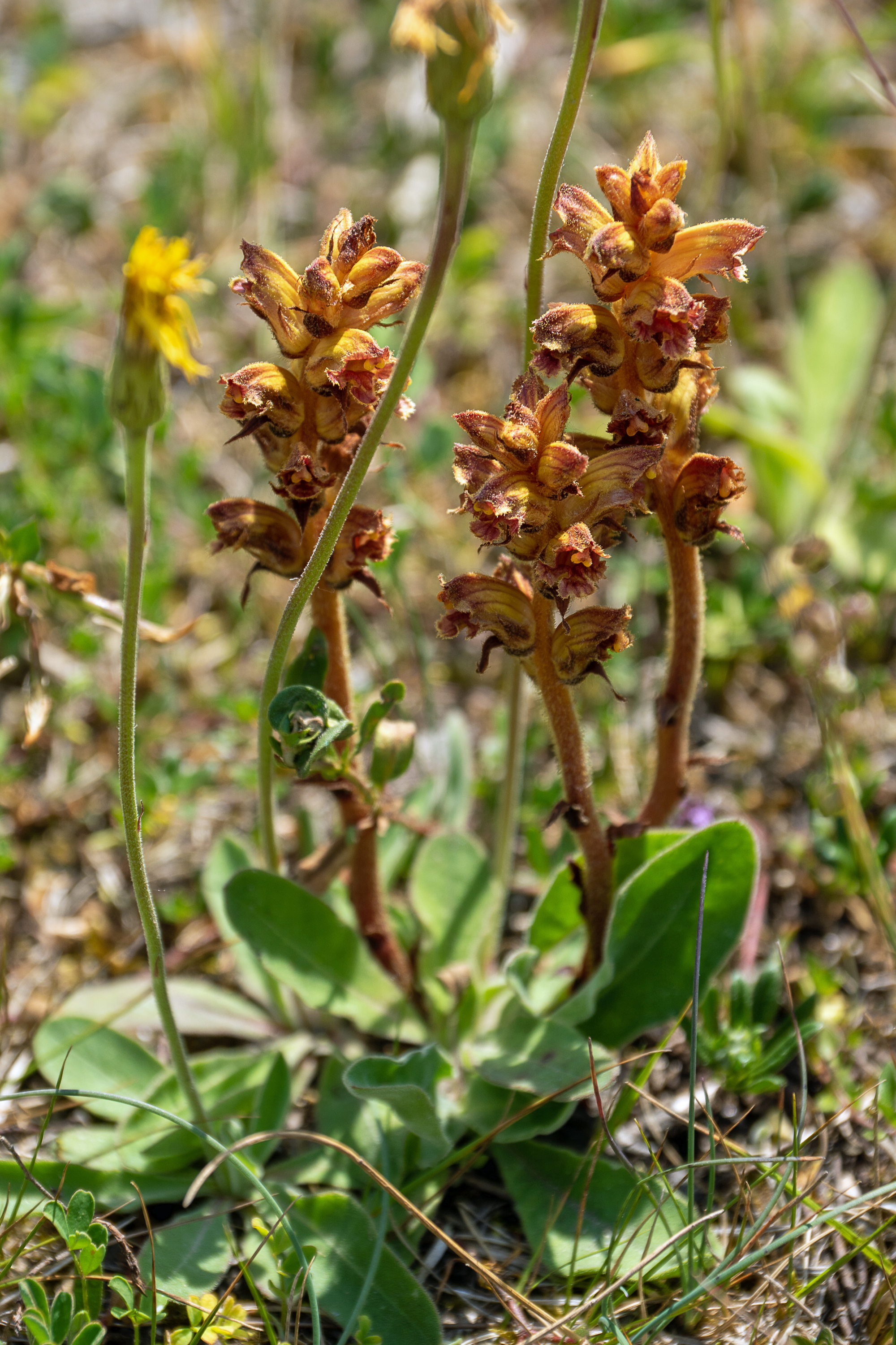 Bitterkraut-Sommerwurz