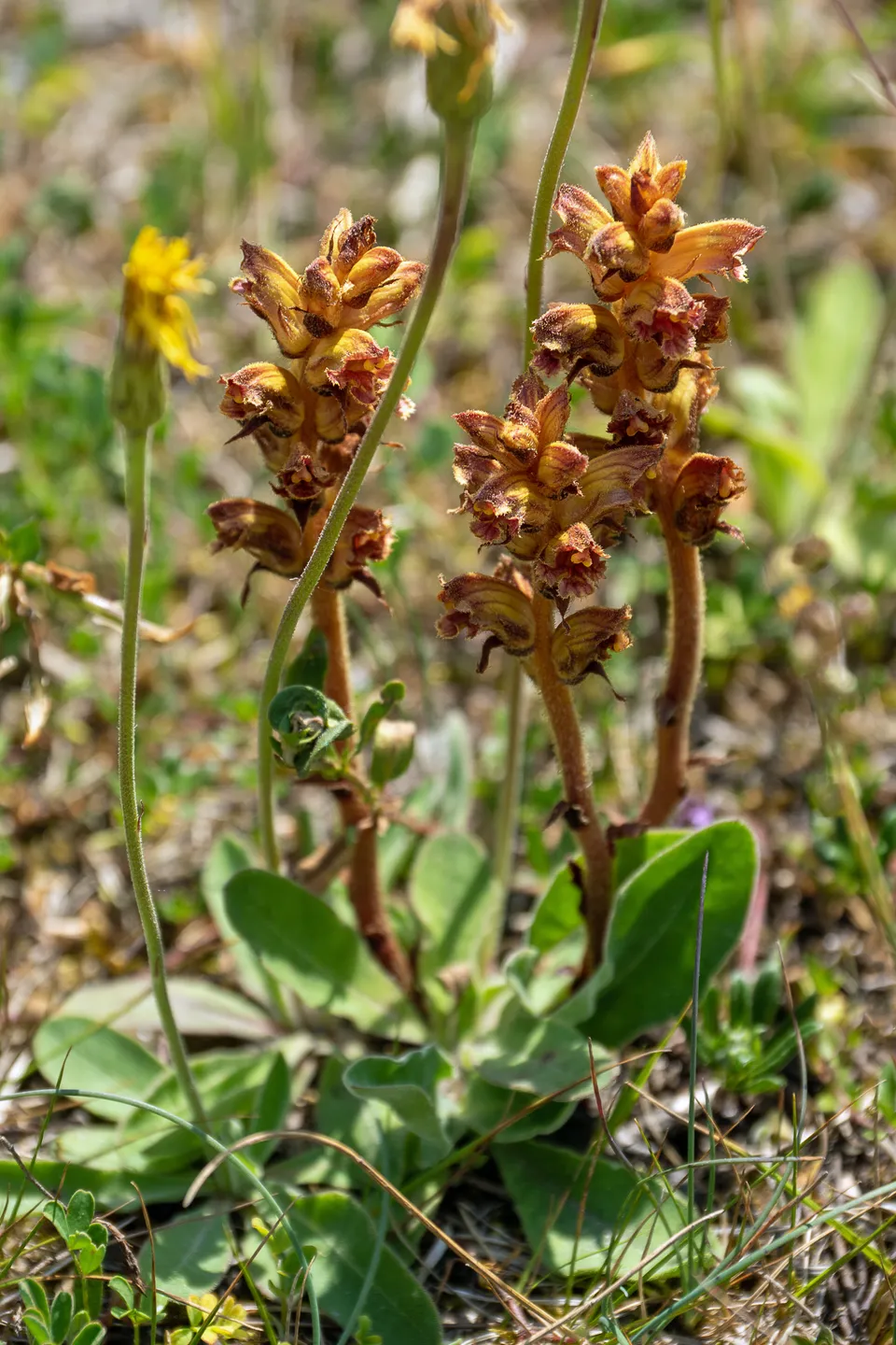 Bitterkraut-Sommerwurz