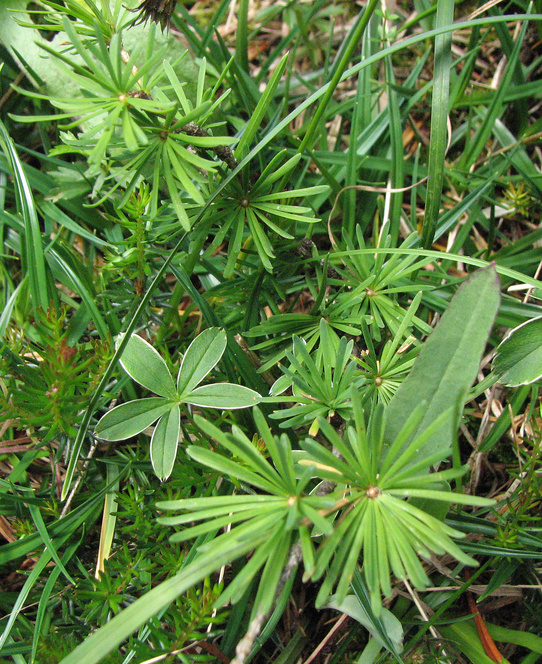 Europäische Lärche