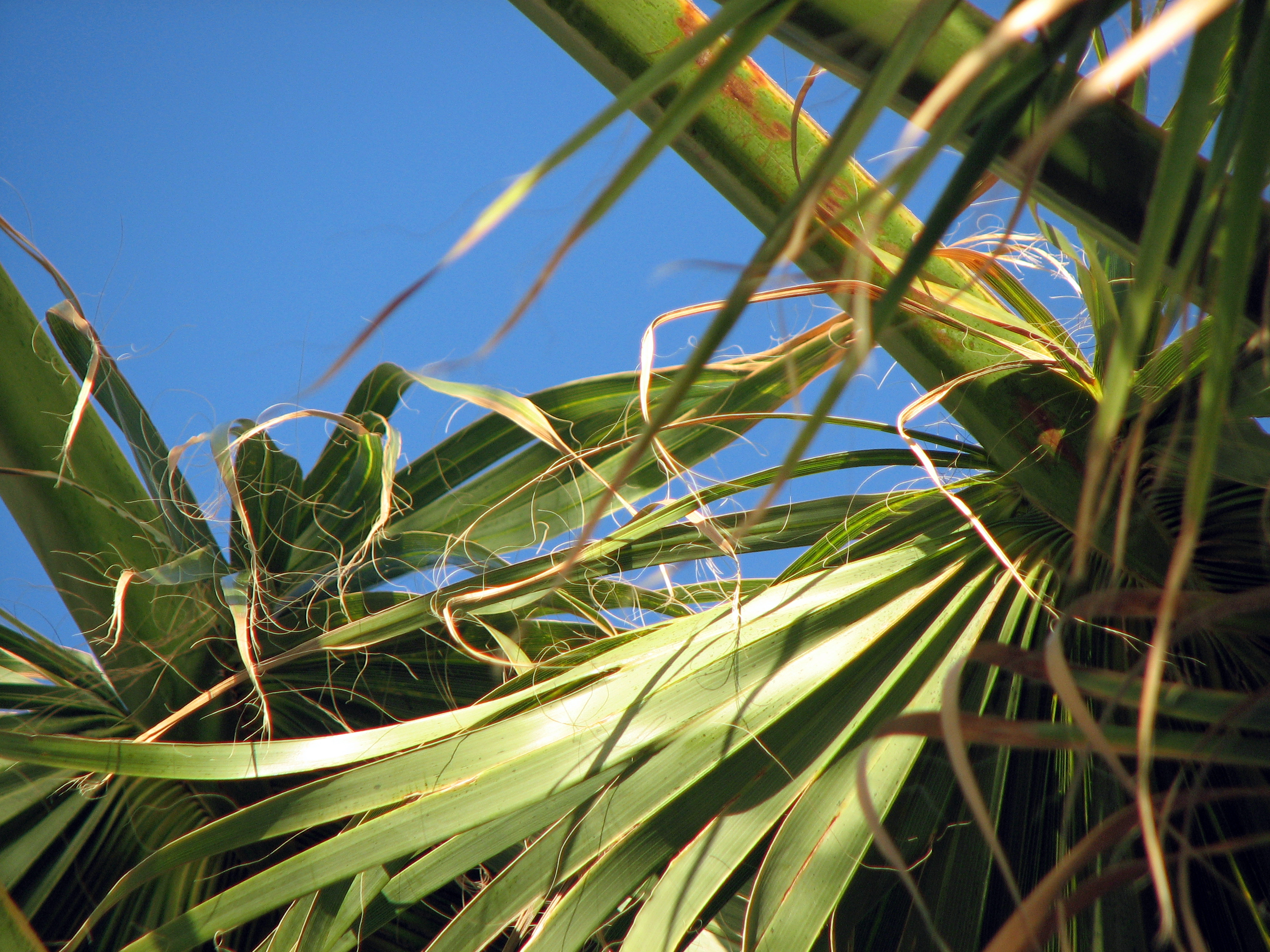 Chinesische Hanfpalme