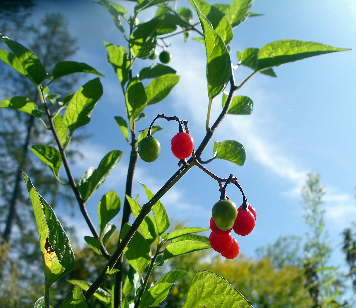 Bittersüßer Nachtschatten