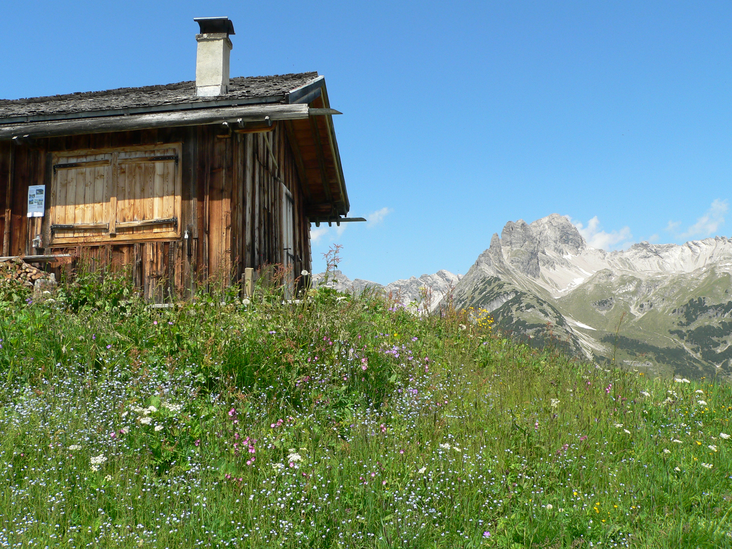 Alpenvergissmeinnicht