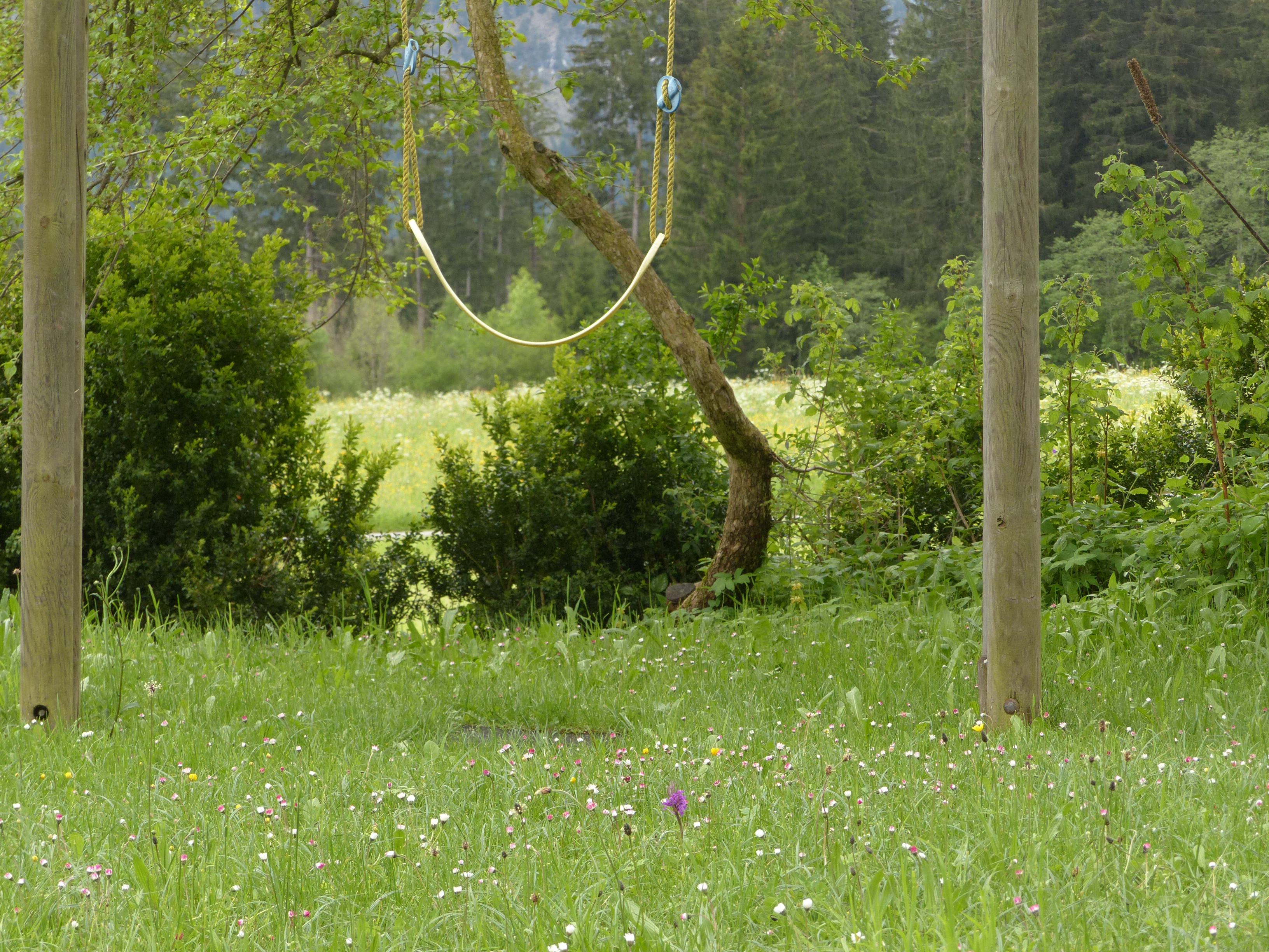 Breitblättrige Fingerwurz