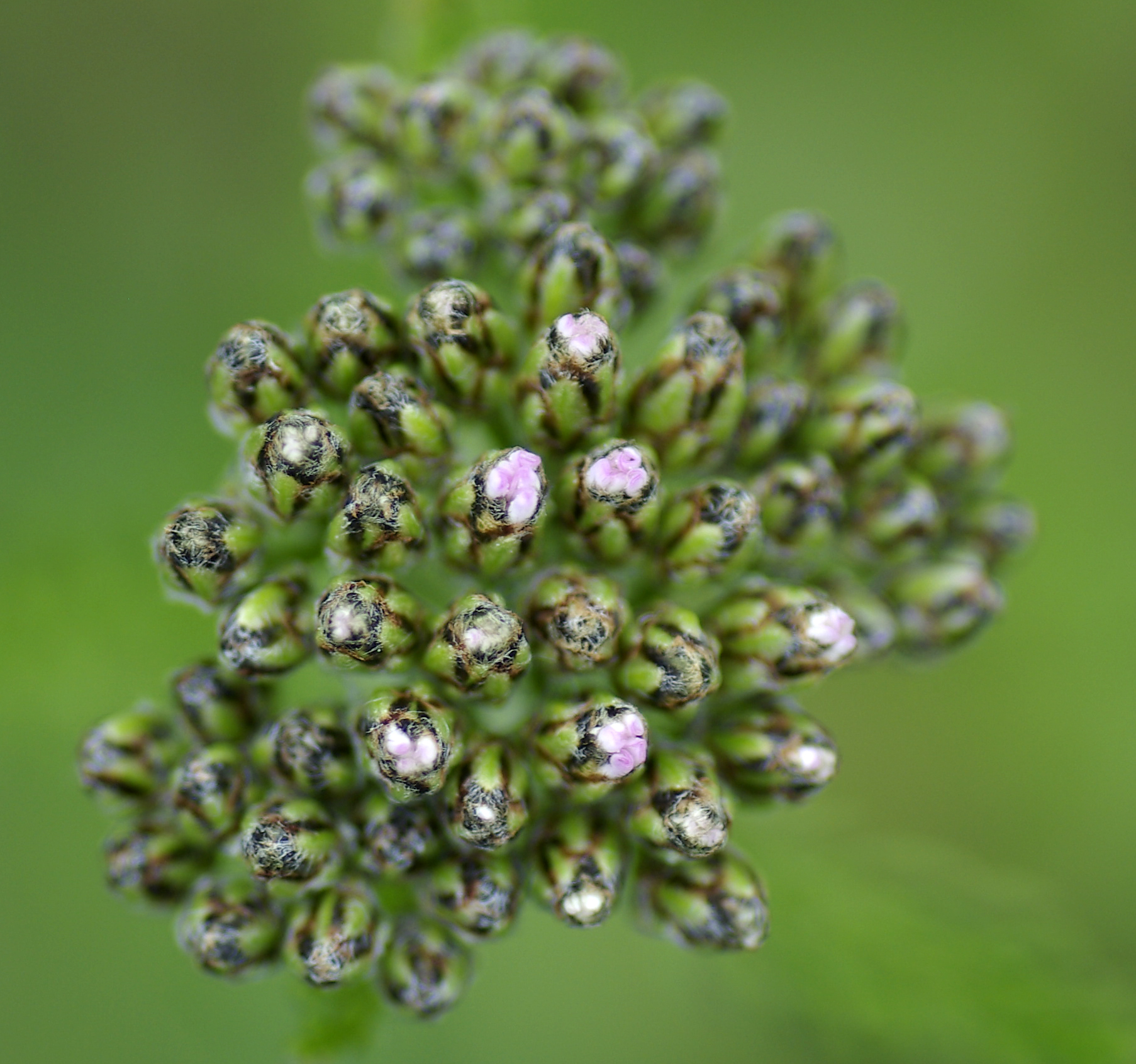 Gewöhnliche Schafgarbe