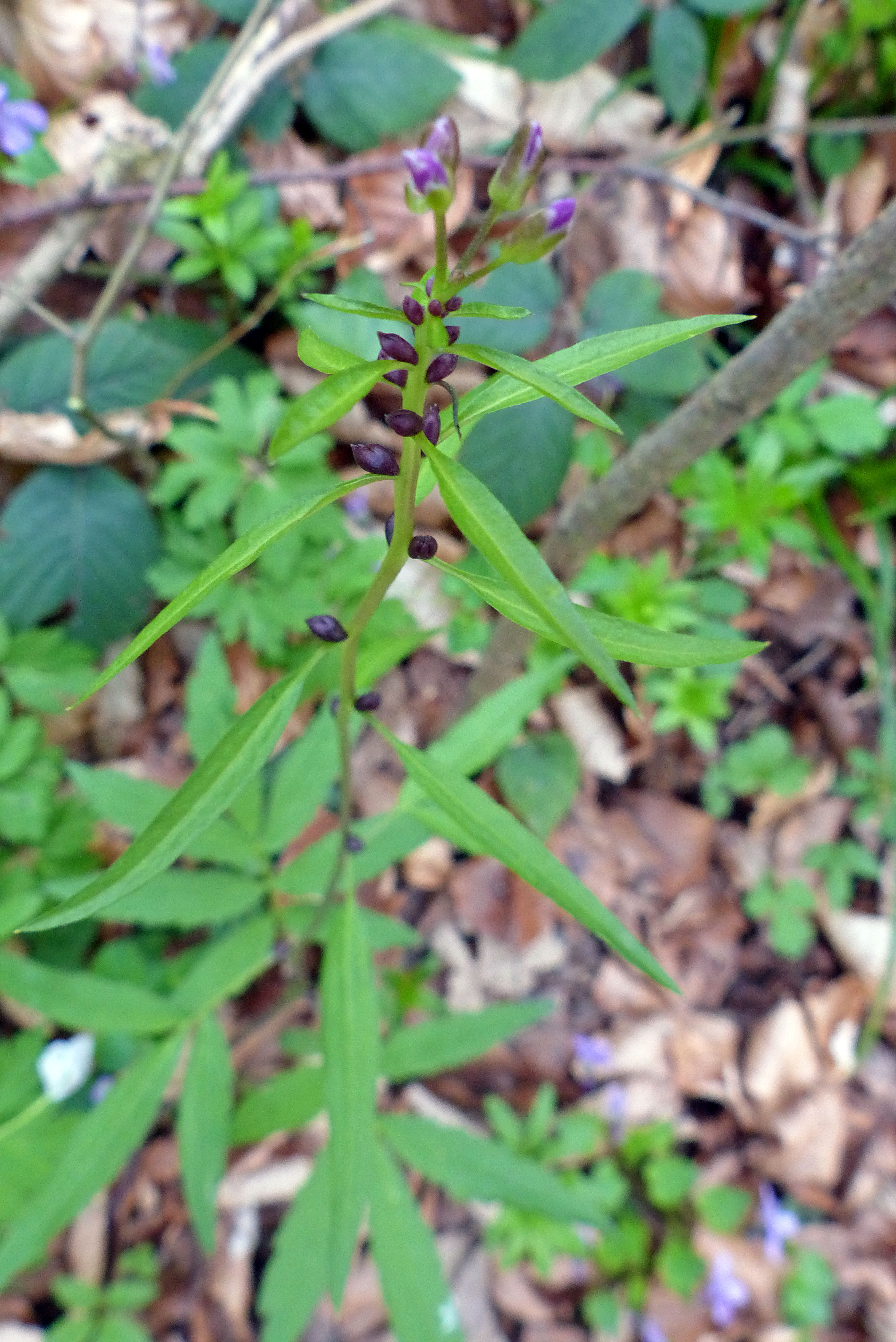 Zwiebeltragende Zahnwurz