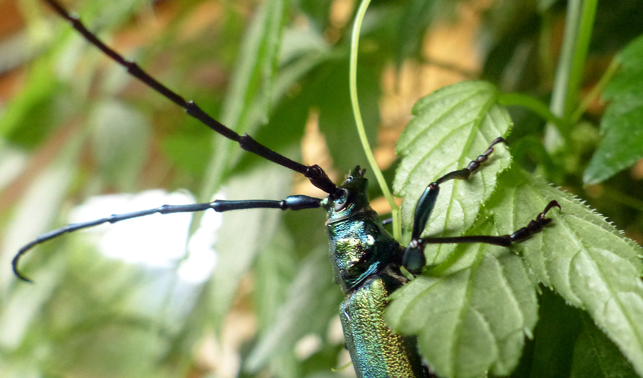 Silberweide - Kopfweide
