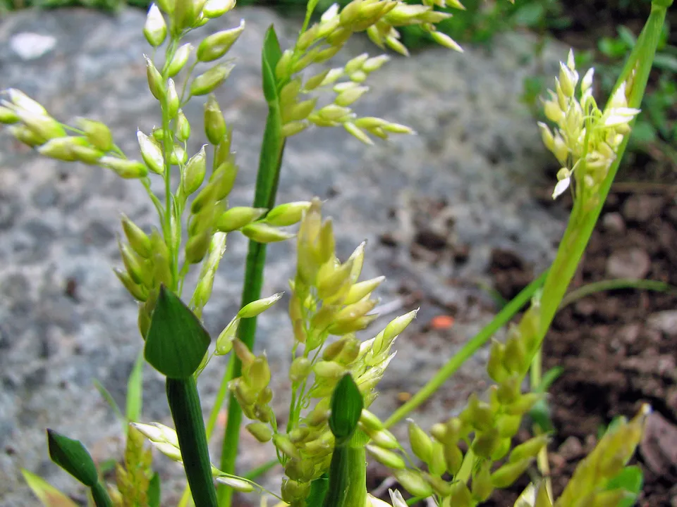 Duftendes Mariengras