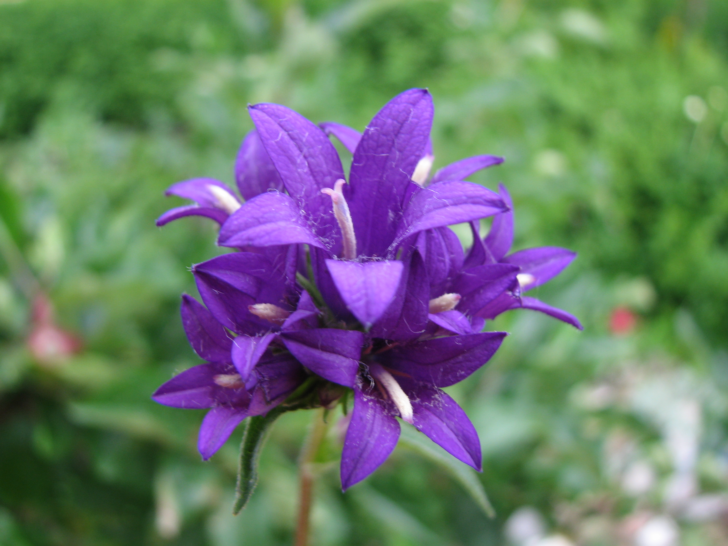 Knäuelglockenblume