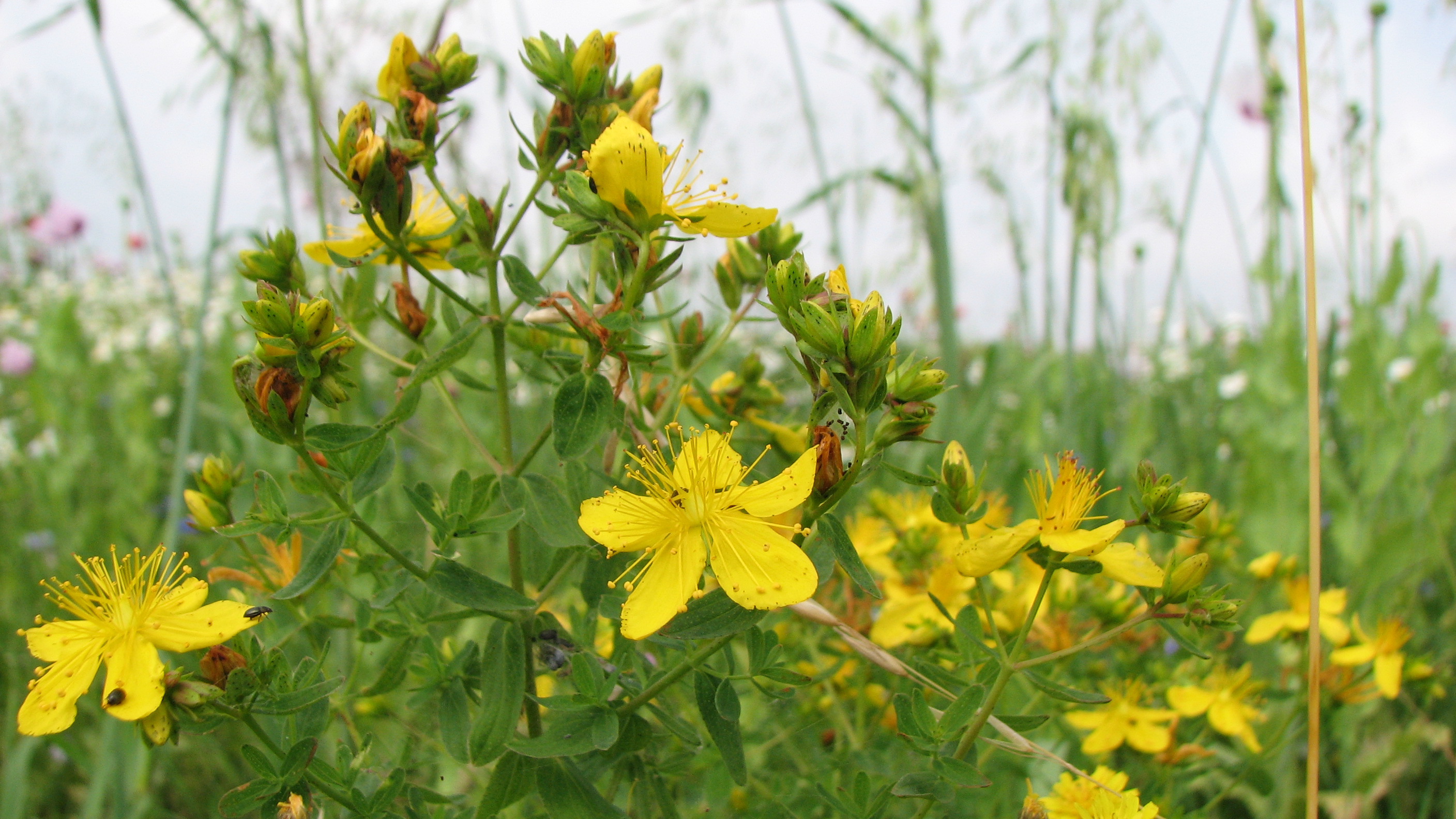 Echtes Johanniskraut