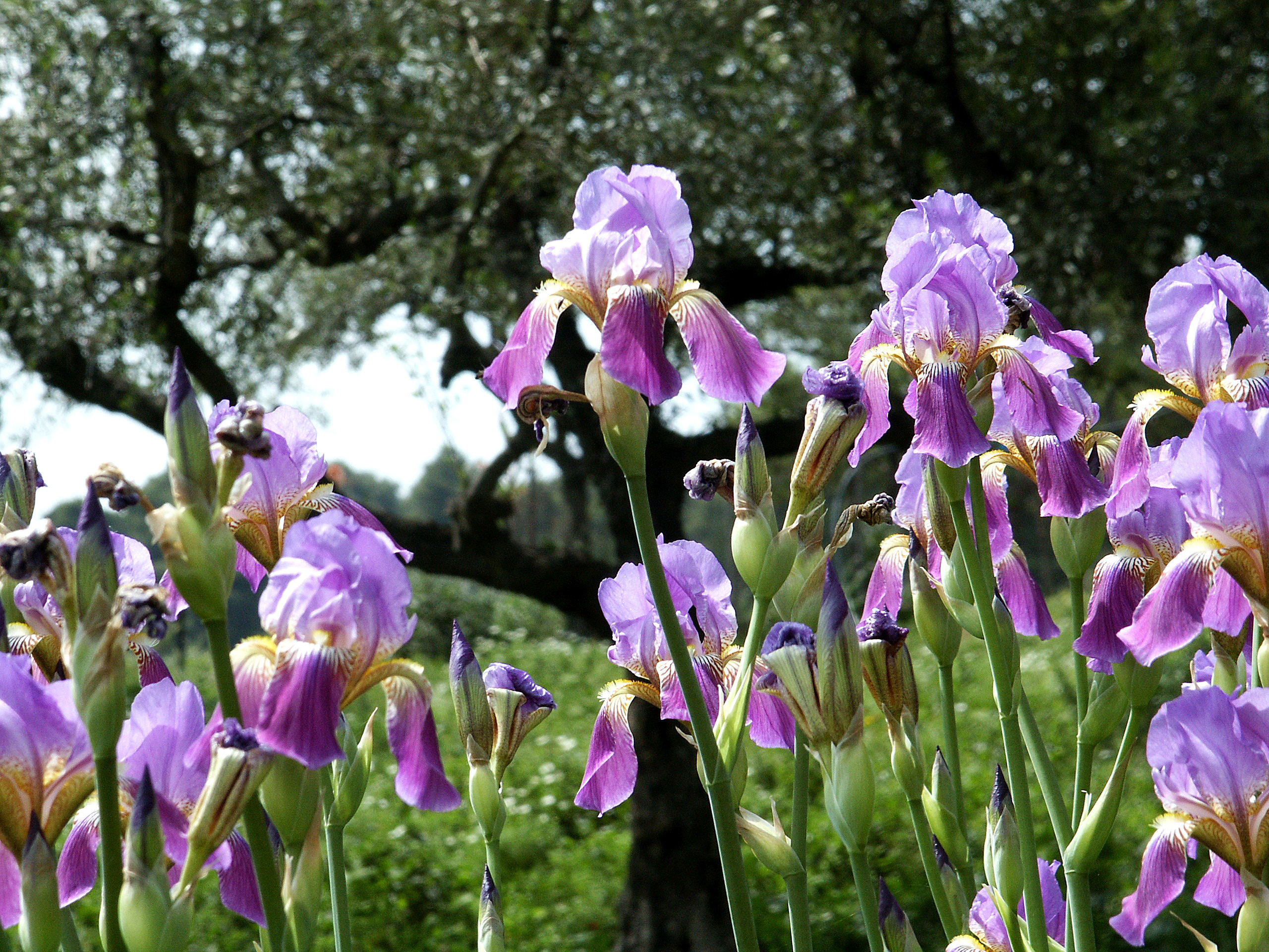 Deutsche Schwertlilie