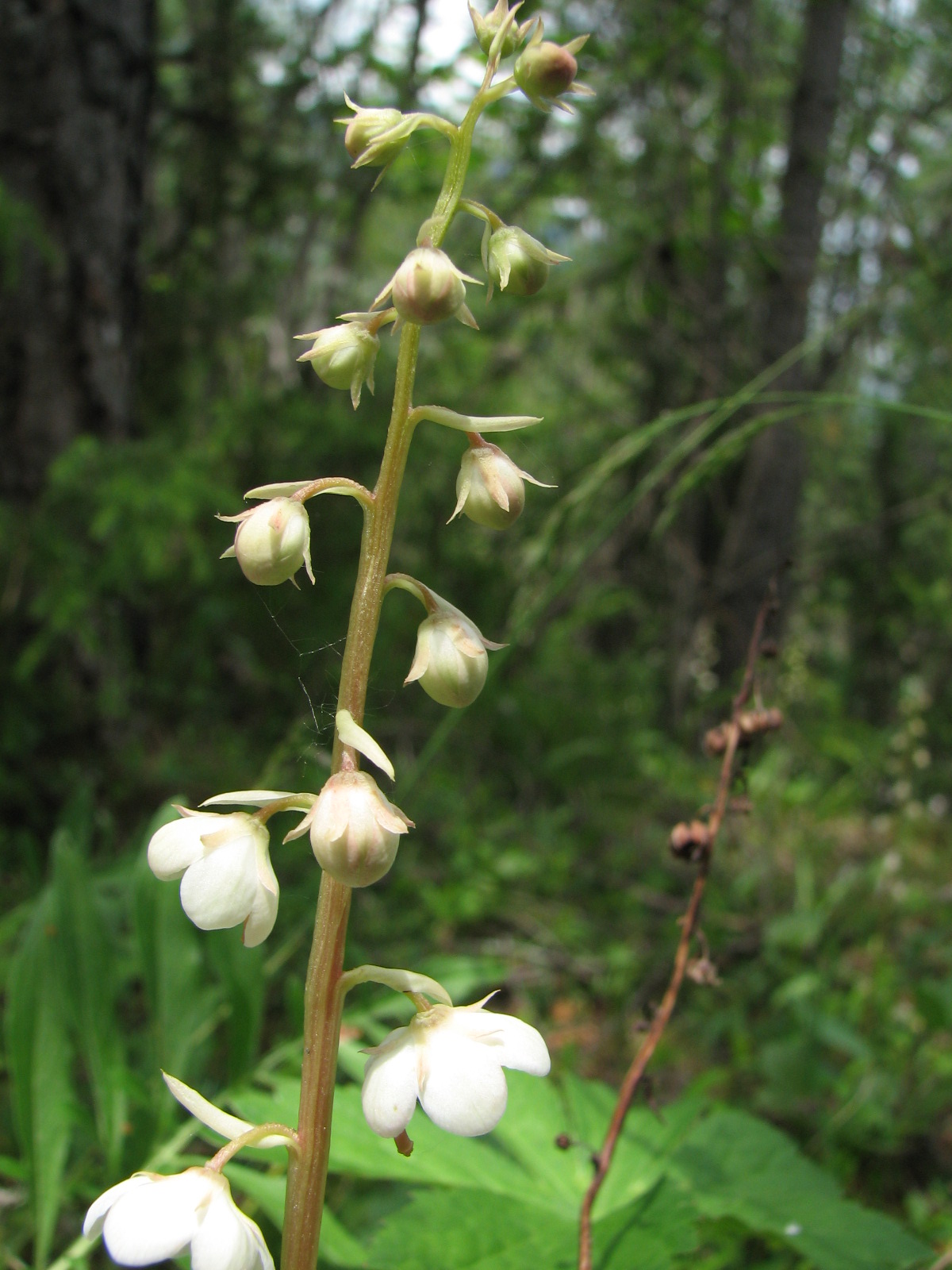Rundblättriges Wintergrün