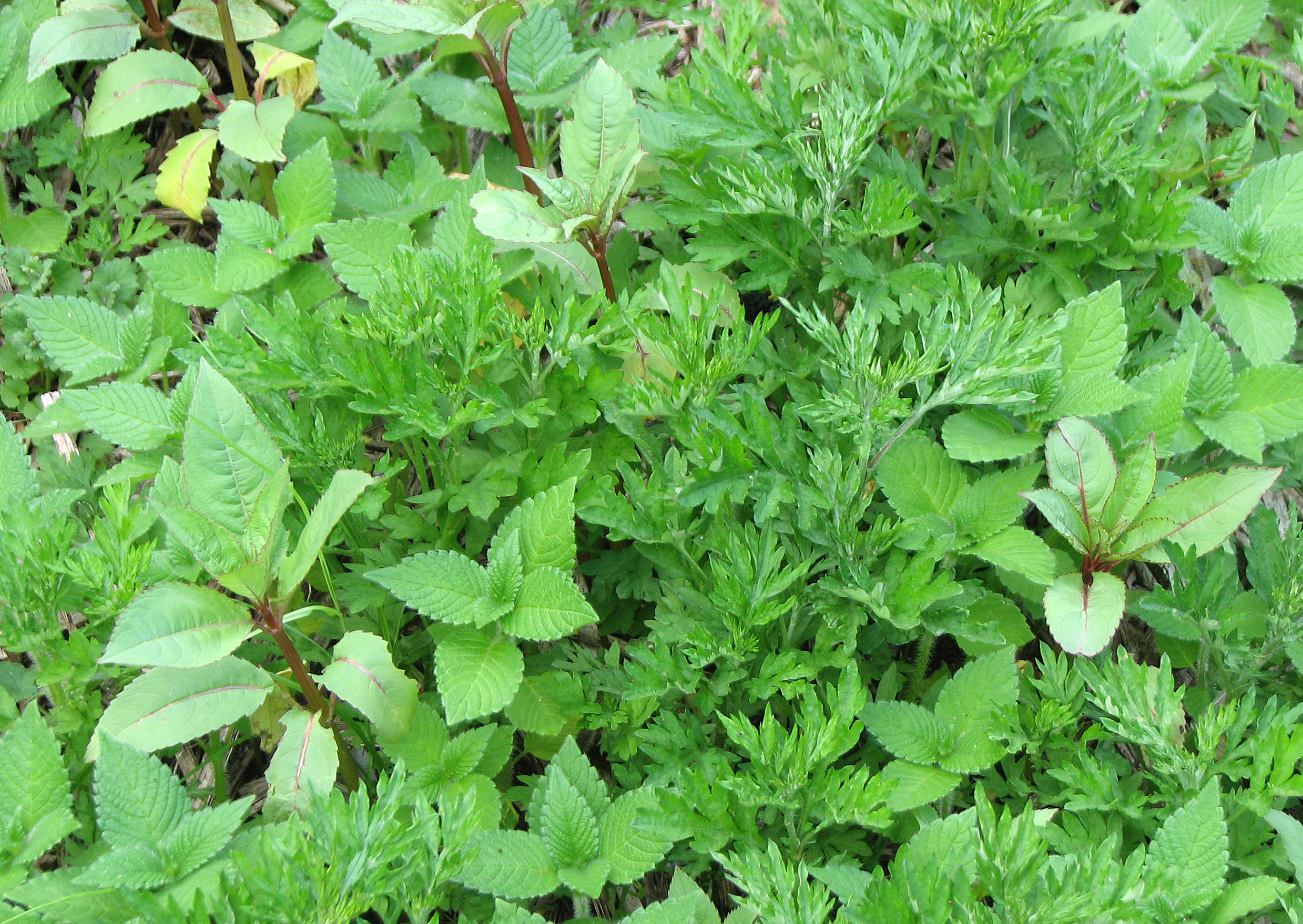 Drüsiges Springkraut