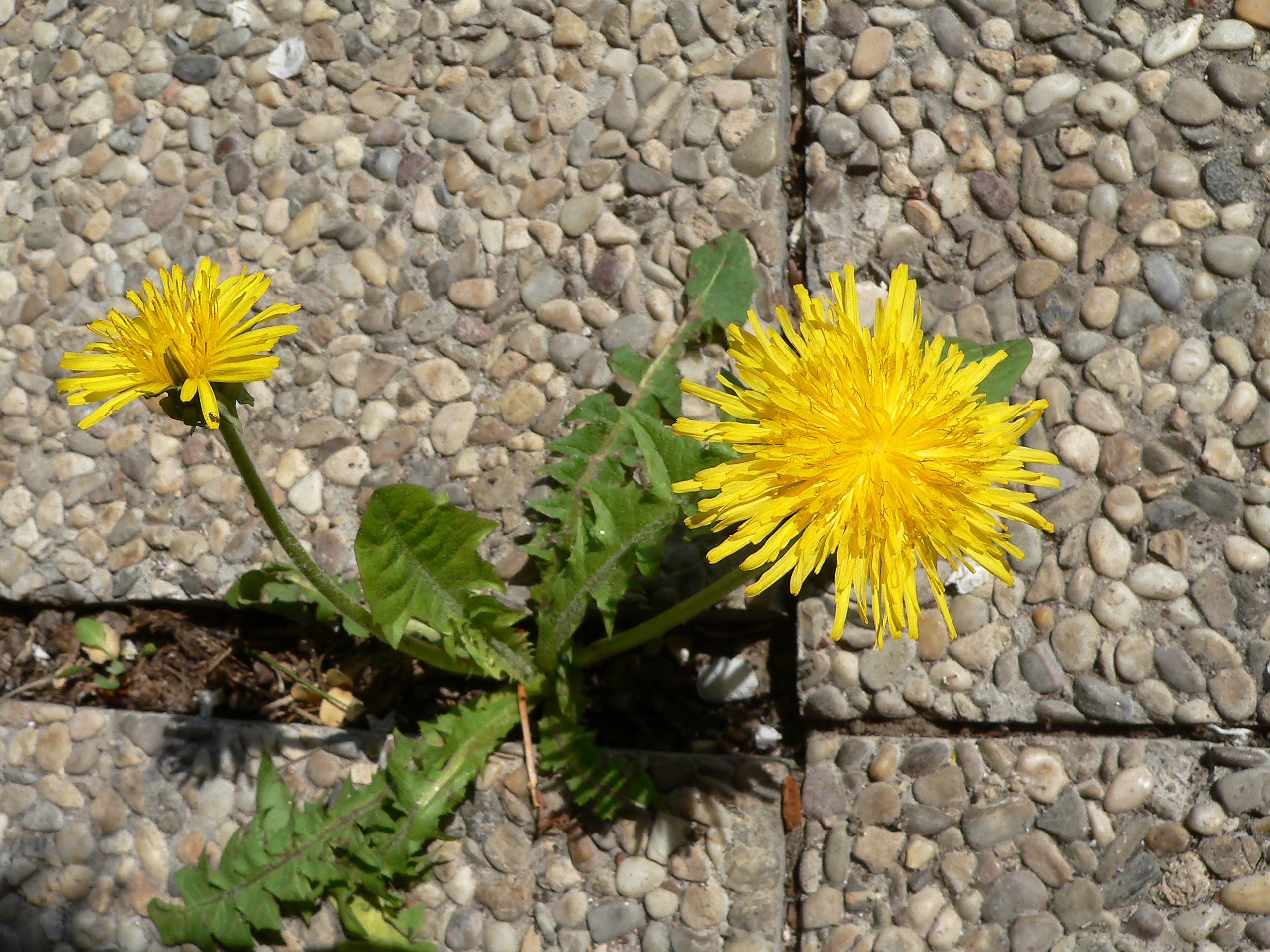 Gewöhnlicher Löwenzahn