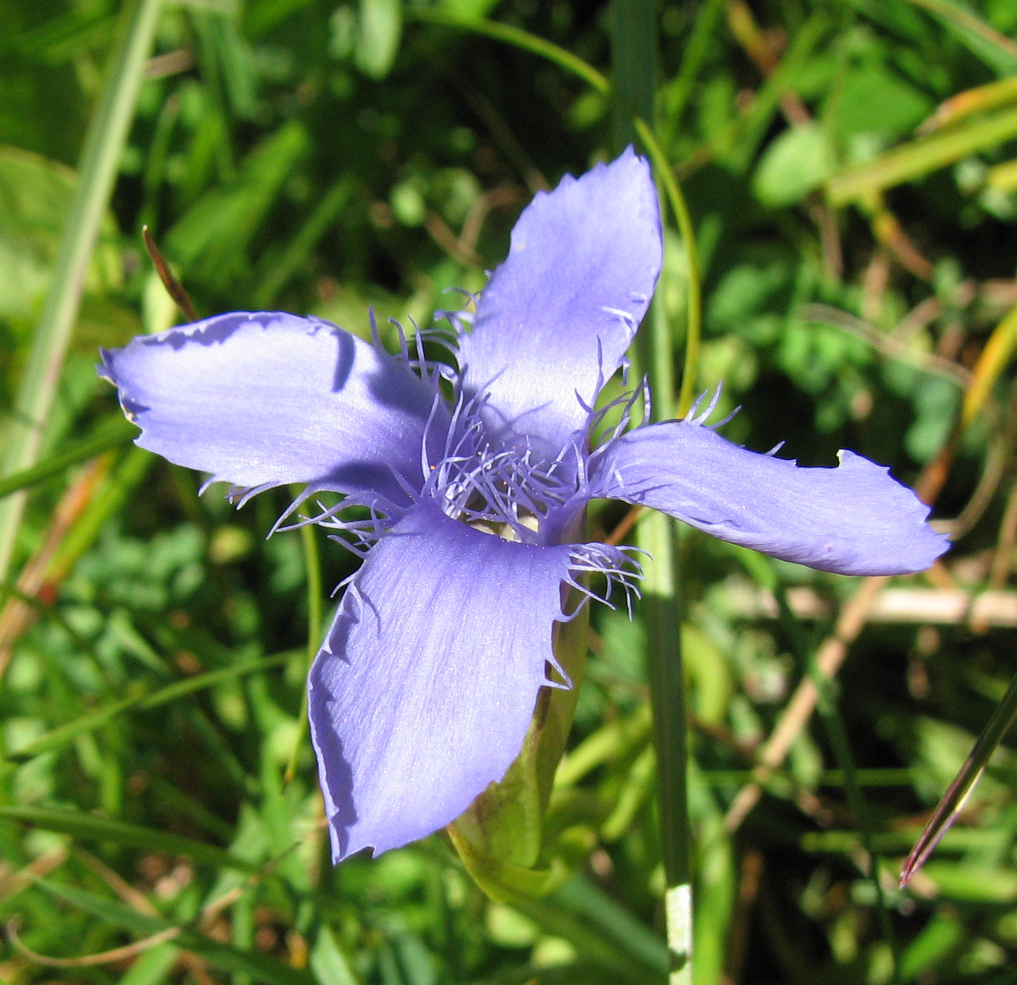 Gewöhnlicher Fransenenzian
